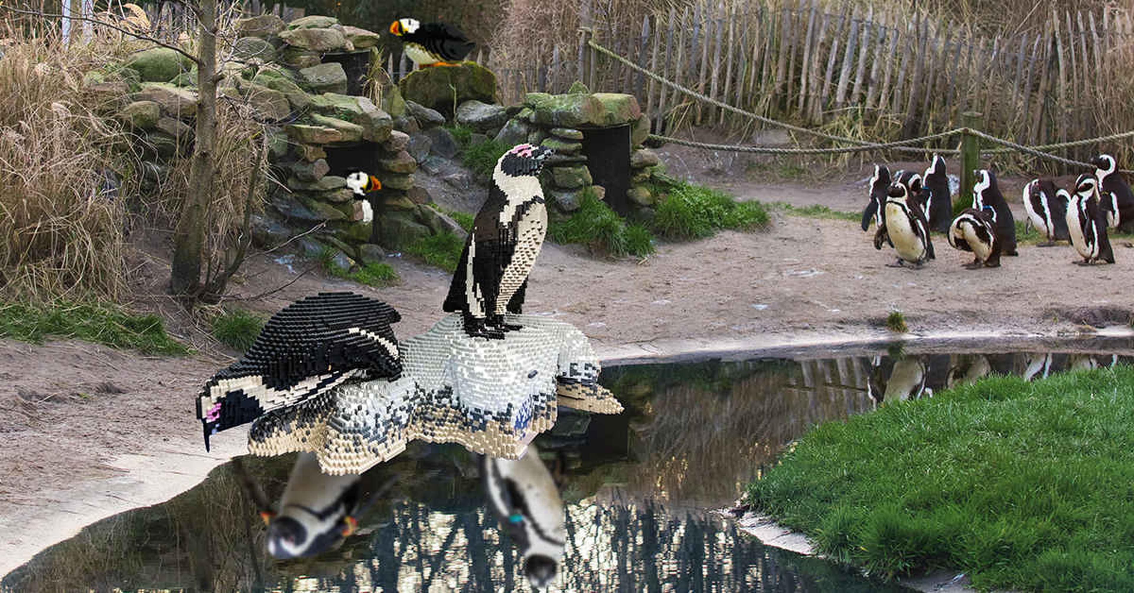 Ocean Bricks expositie pinguïns AquaZoo Leeuwarden