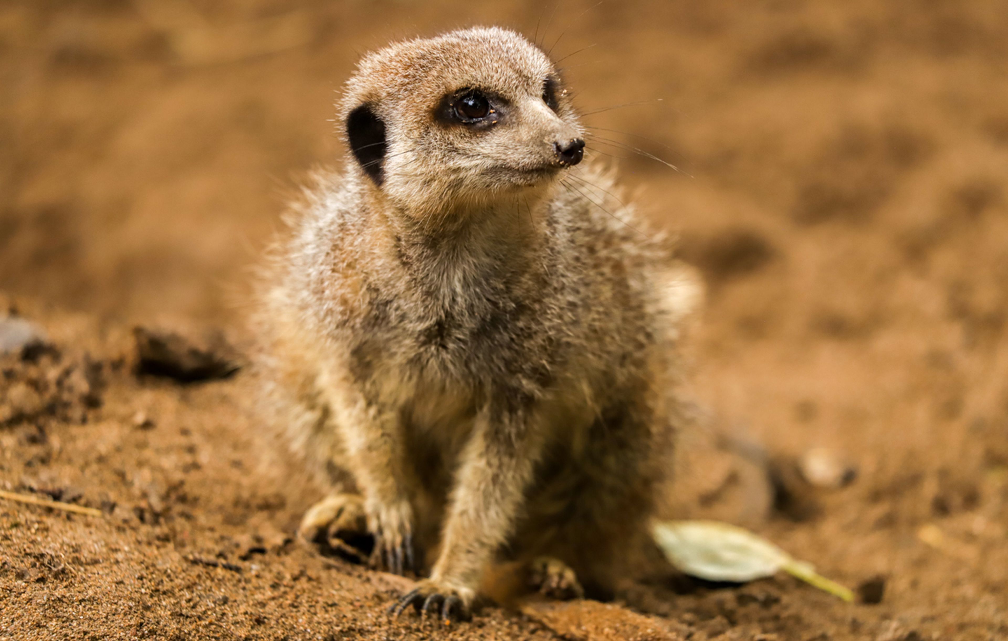 A meerkat sits on sandy ground, looking alertly to the side. Its fur is brown and eyes are wide, in a natural habitat setting.