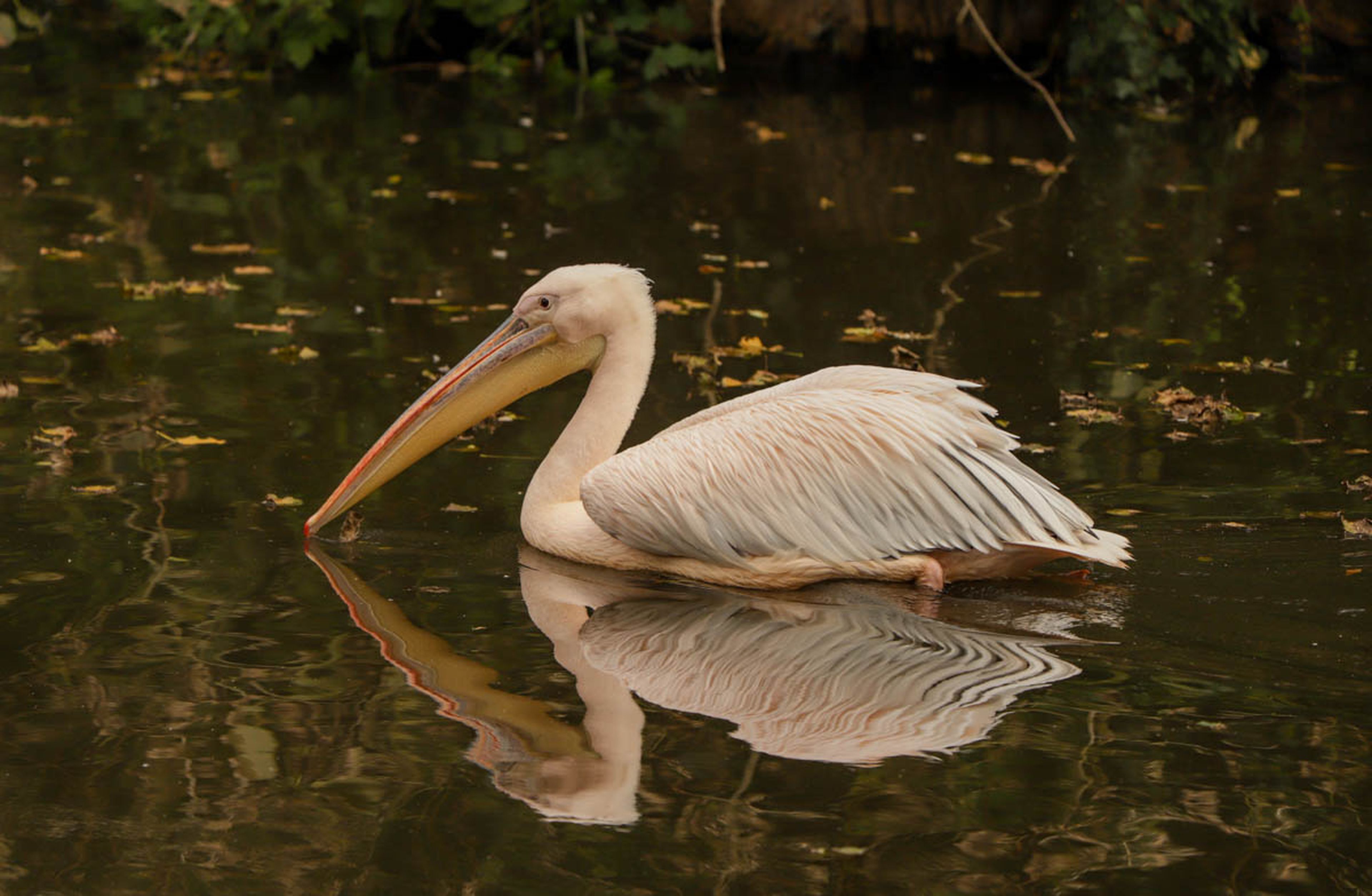 A white pelican glides gracefully on a calm water surface, creating a mirrored reflection, with scattered leaves floating around.