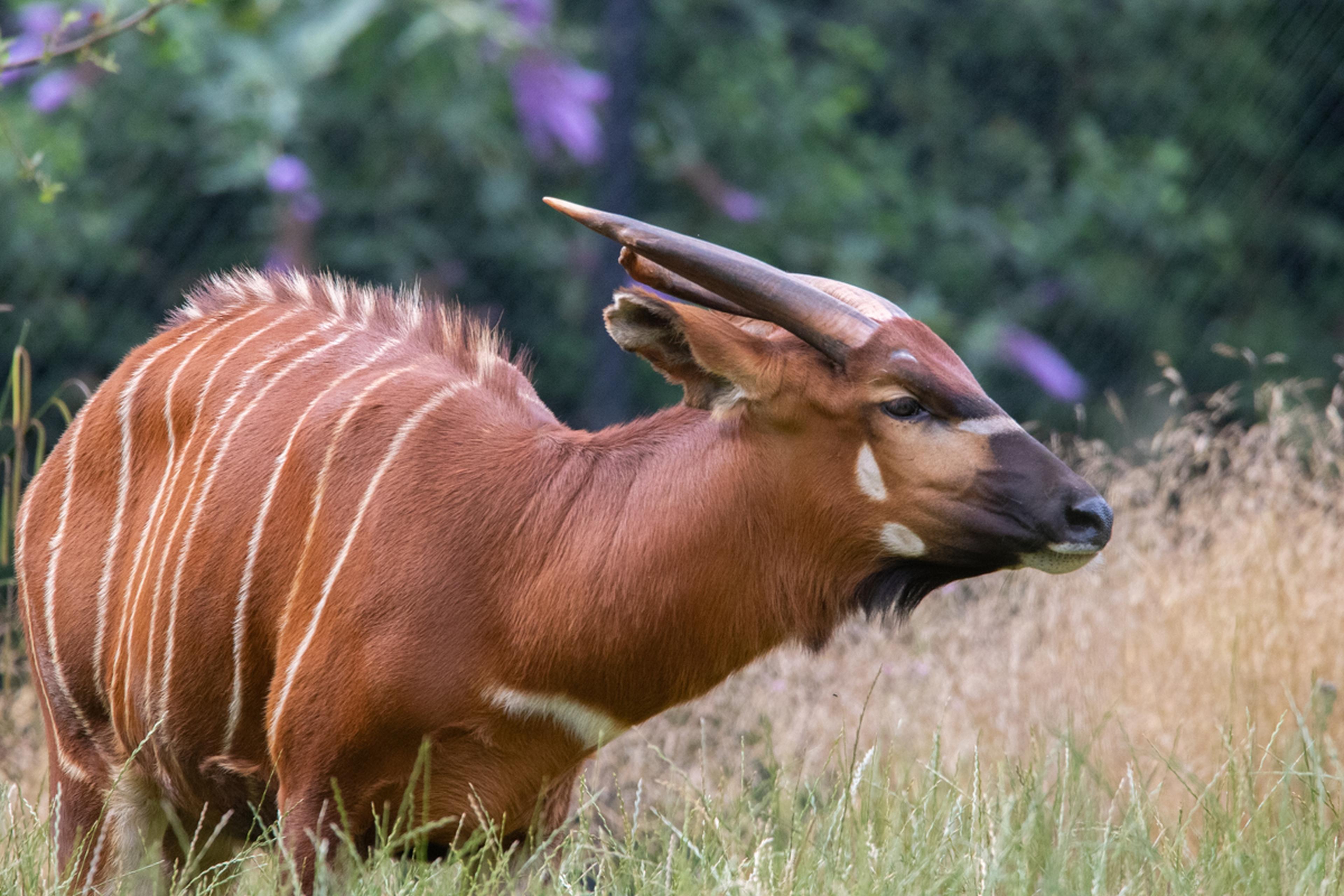Female Eastern mountain bongo walking through the tall grass at Paignton Zoo in Devon, UK