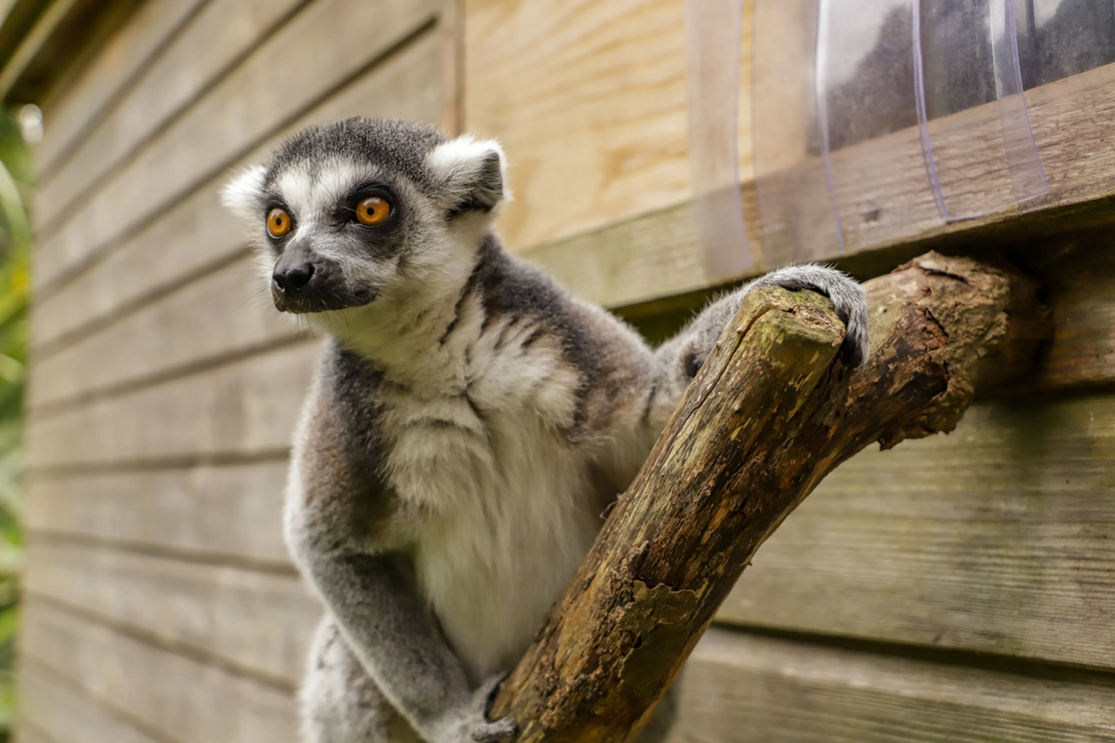 Ring-tailed lemur gripping a wooden branch, with vivid orange eyes, against a wooden building background.