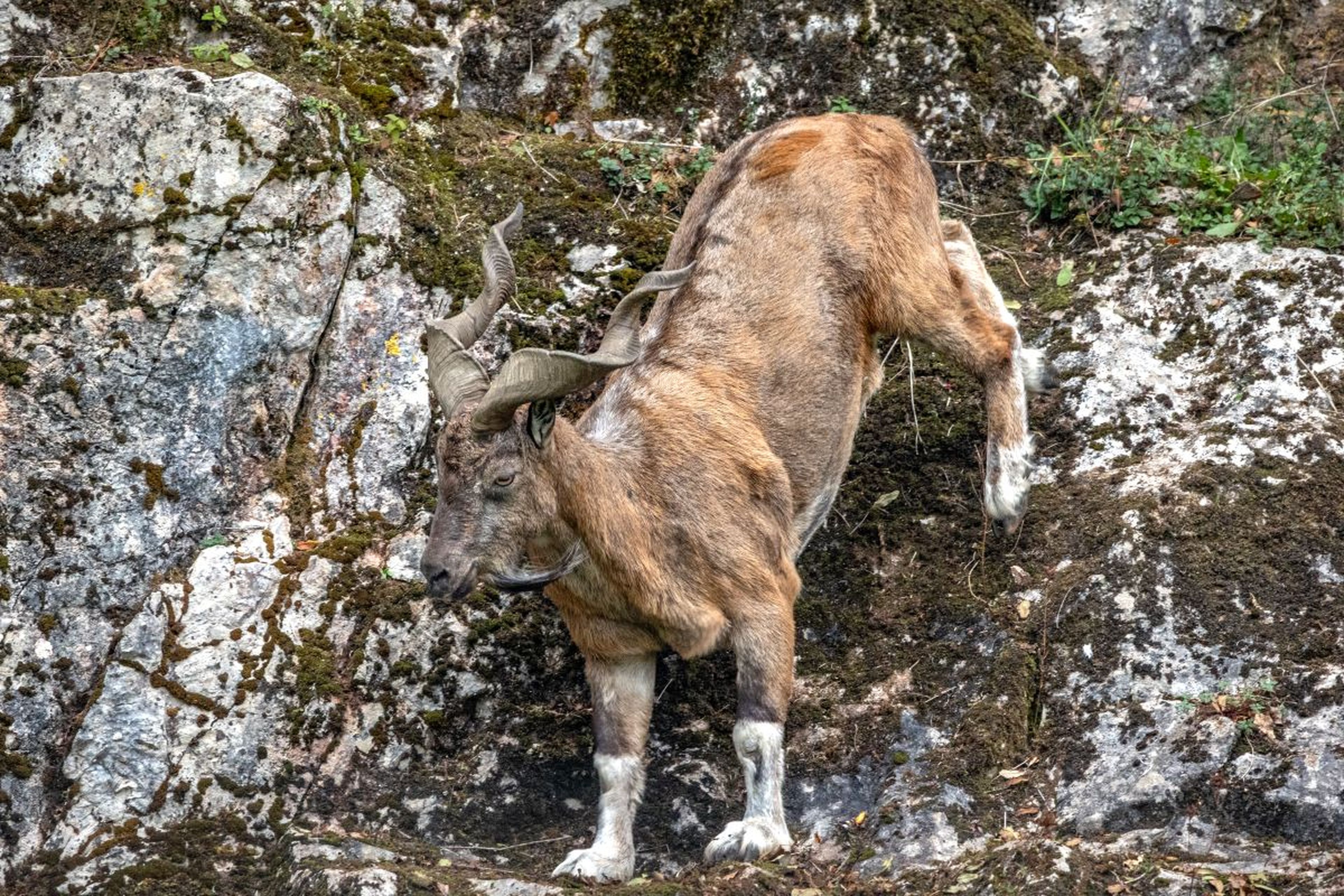 A large, brown goat with twisted horns climbing down a rocky, moss-covered slope. Its coat is thick, and its legs have white markings.