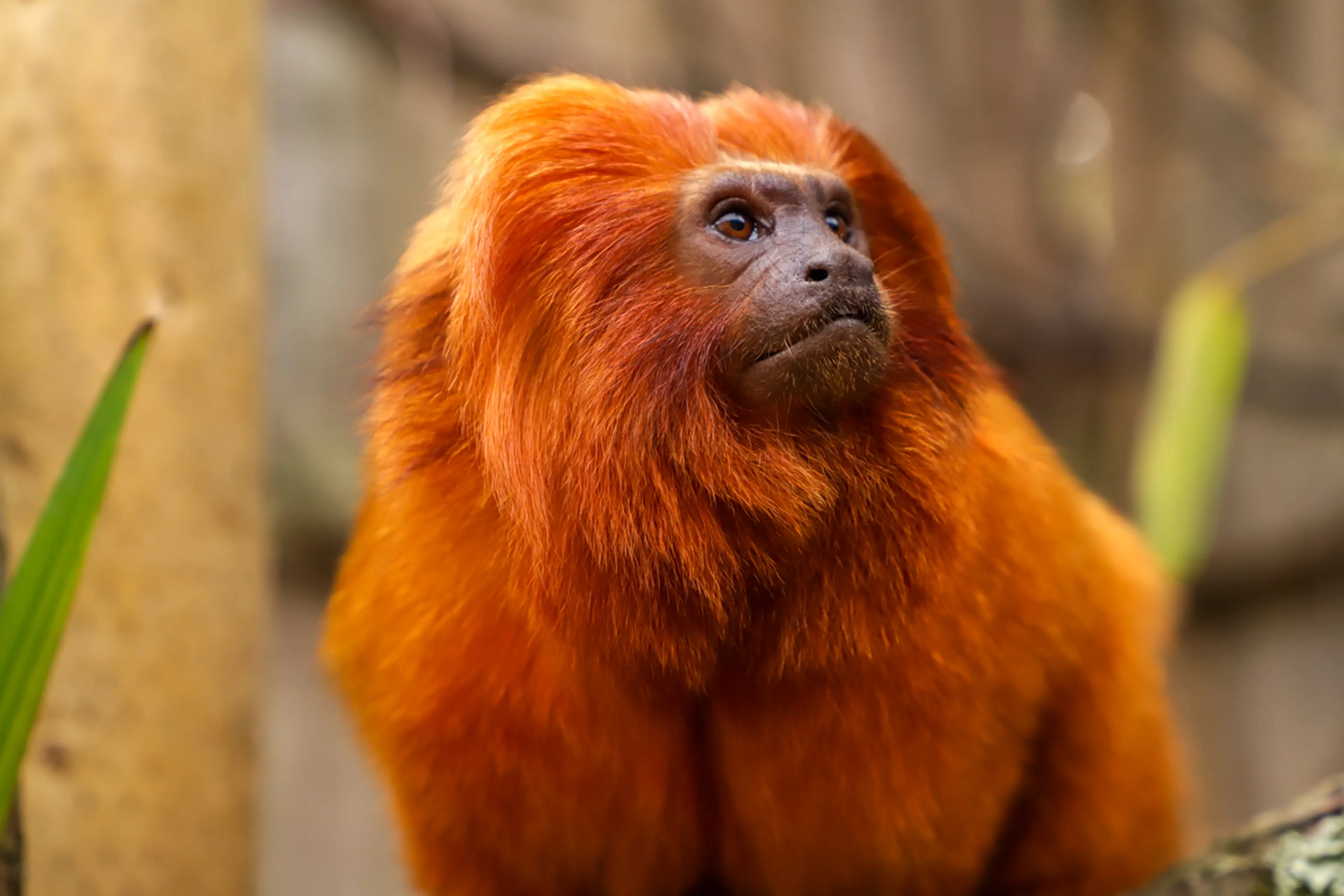 Golden lion tamarin with vivid orange fur sitting on a branch, gazing slightly upward with a blurred natural background.