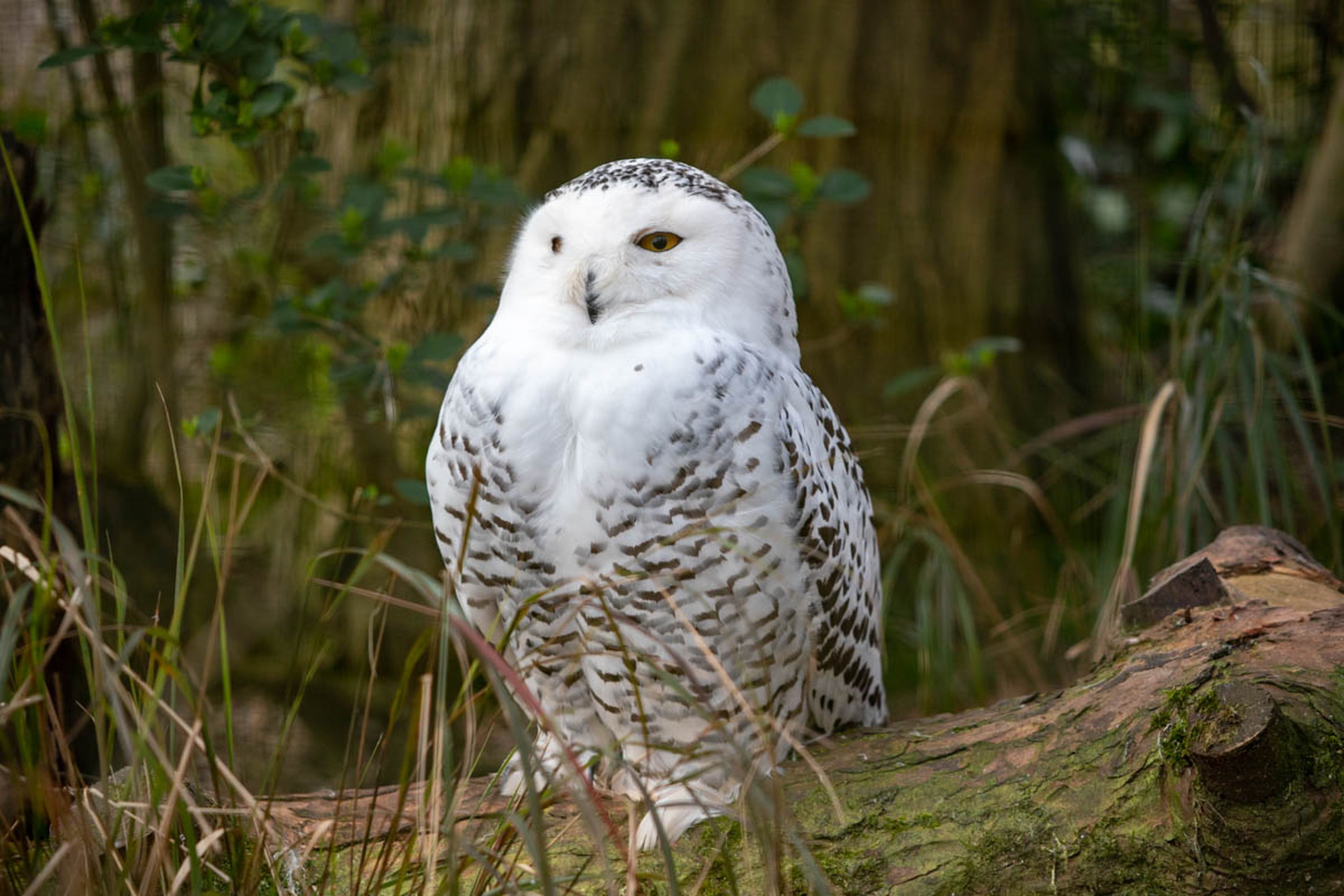 Snowy owl perched on a mossy log, surrounded by tall grass and trees, with a dappled feather pattern and alert expression.