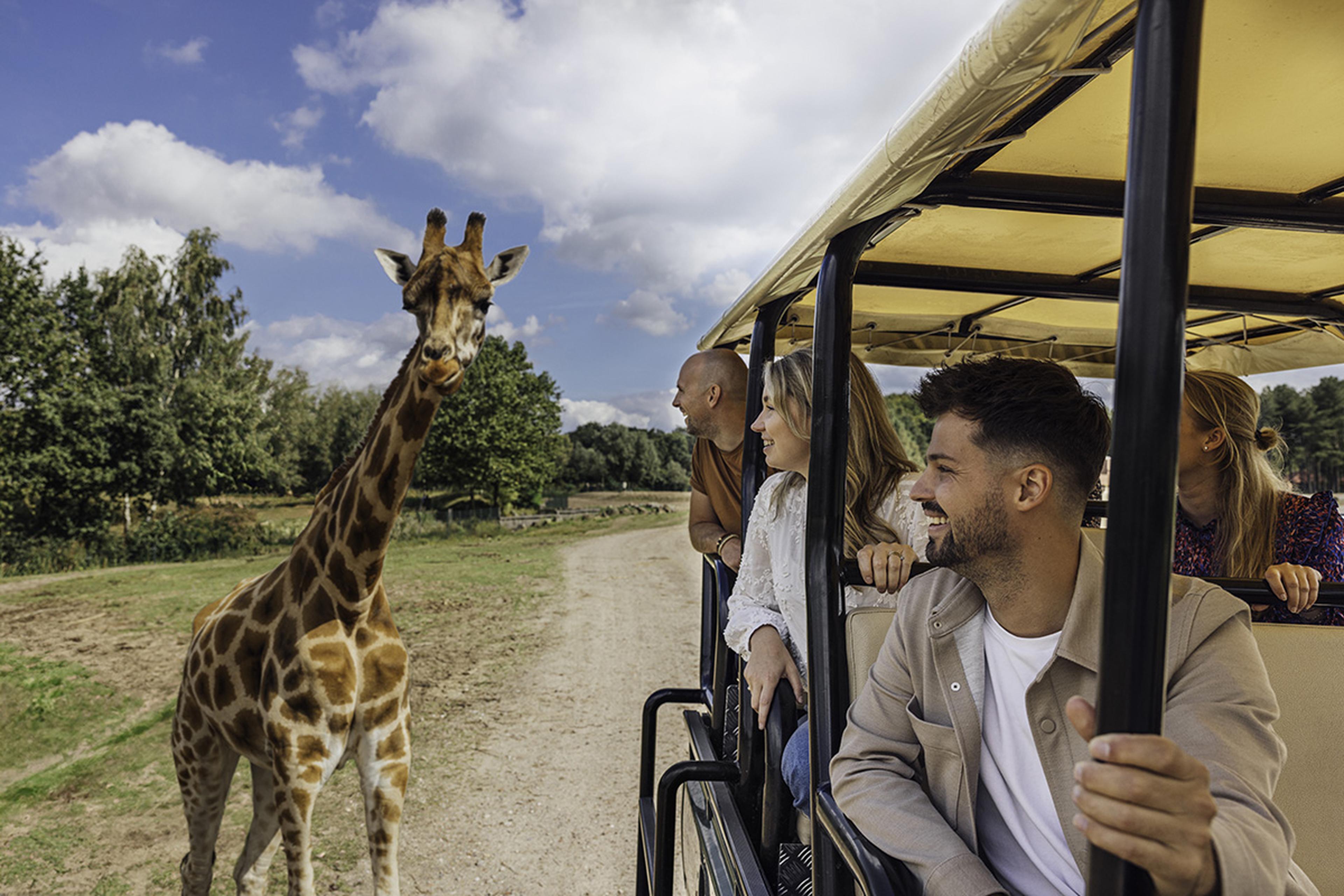 Medewerkers bij een giraffe in de gamedrive in Beekse Bergen
