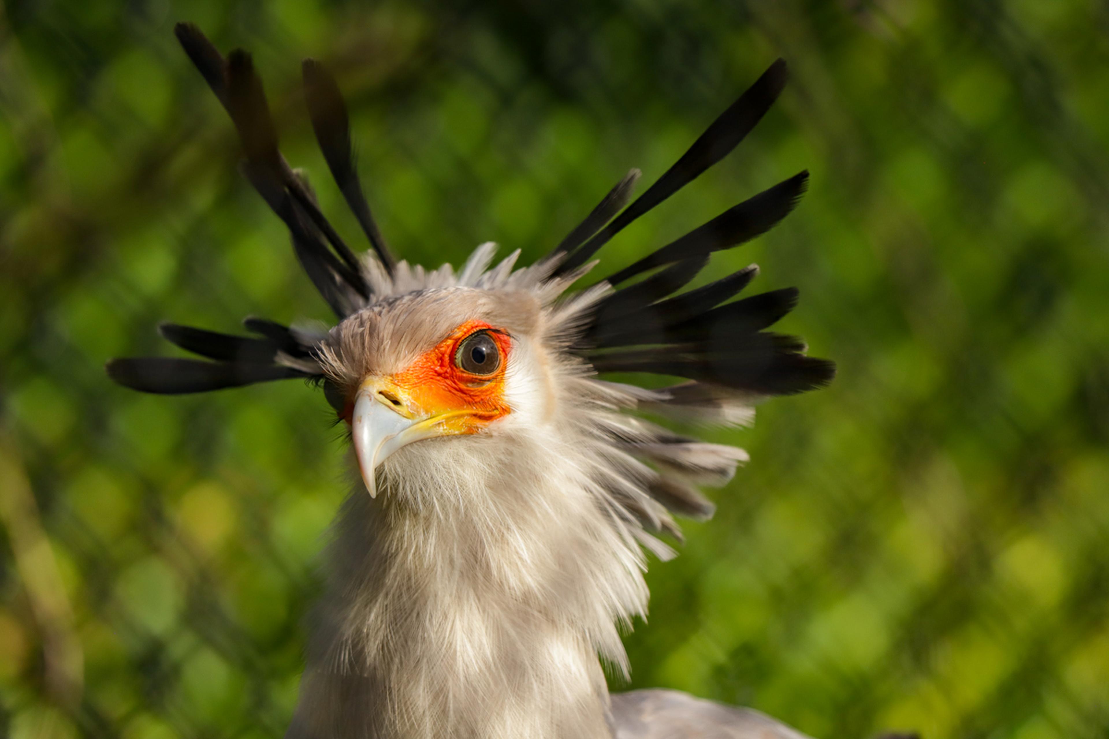 Secretary bird with striking orange facial markings and long black crest feathers, set against a blurred green background.
