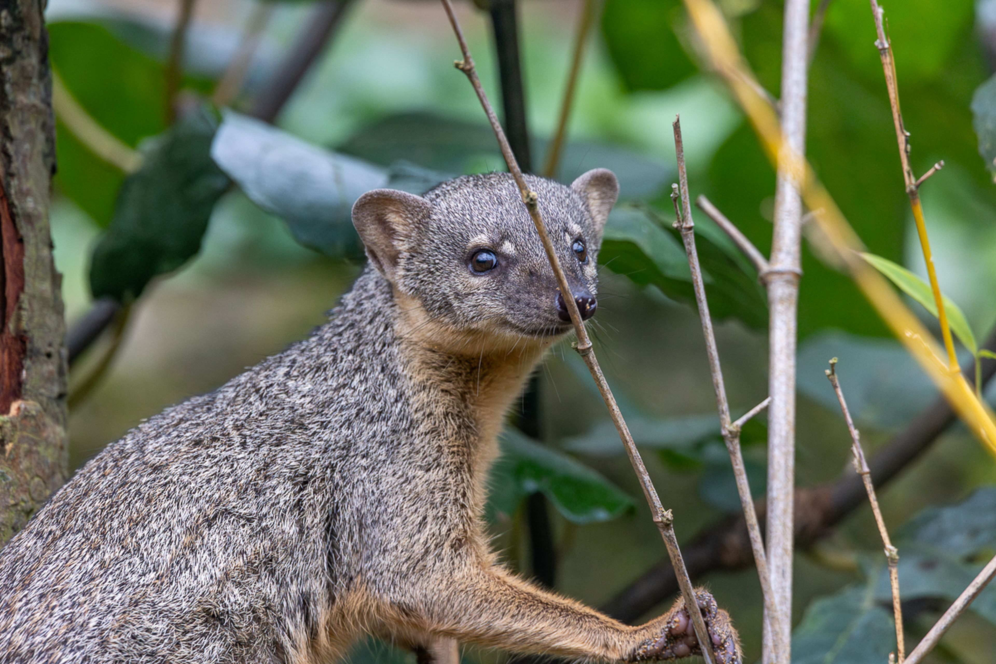 A mongoose with grey fur and a curious expression stands among green leaves and branches in a natural setting.