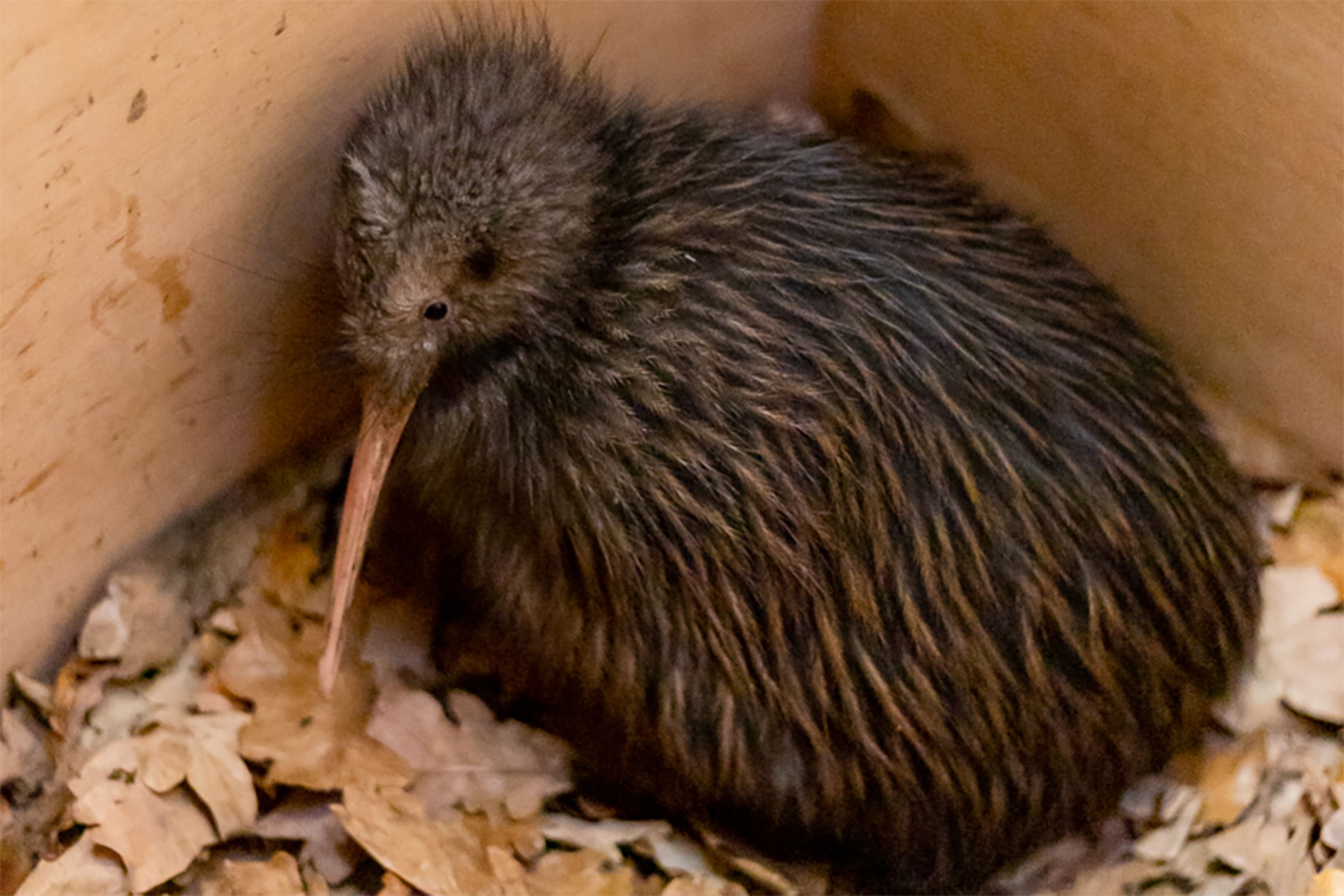 A kiwi bird with a long beak and brown, fluffy feathers sits on a bed of dried leaves in a wooden enclosure.