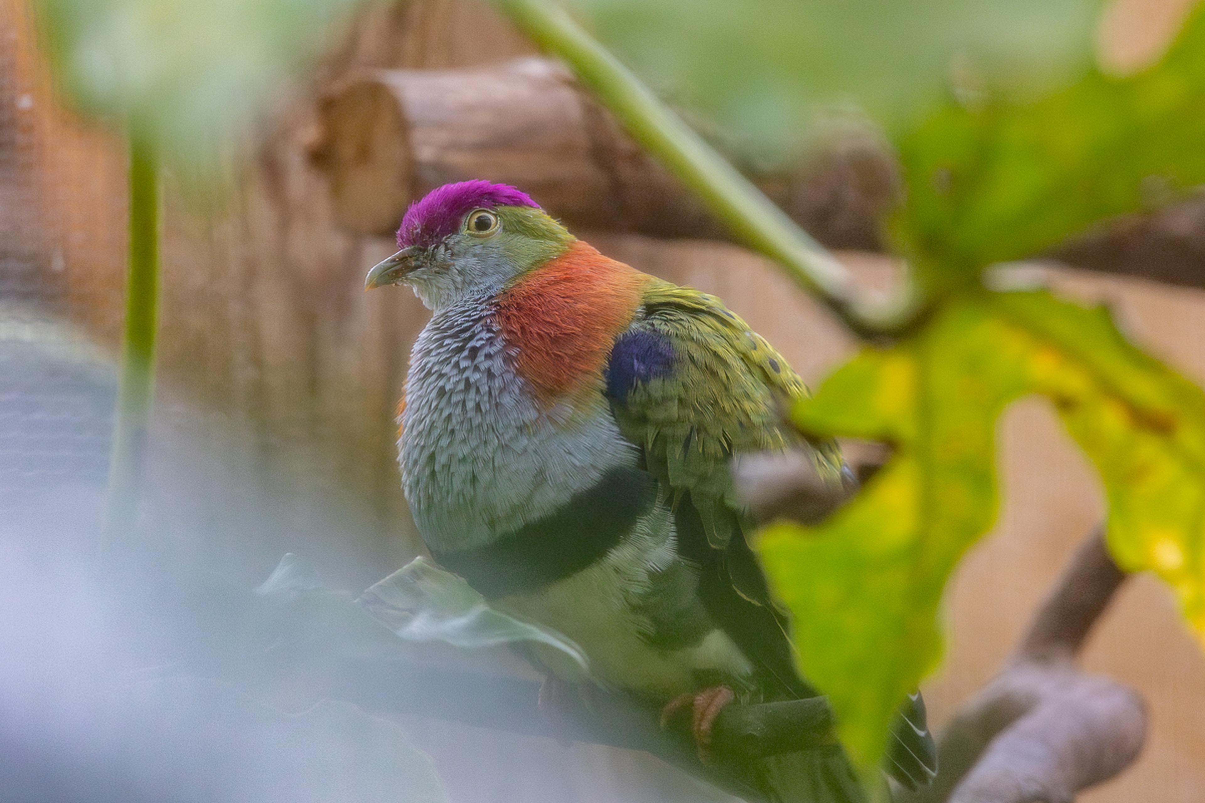 Colourful superb fruit dove perched on a branch, with vibrant plumage and a bright purple crown, partially obscured by lush green leaves.