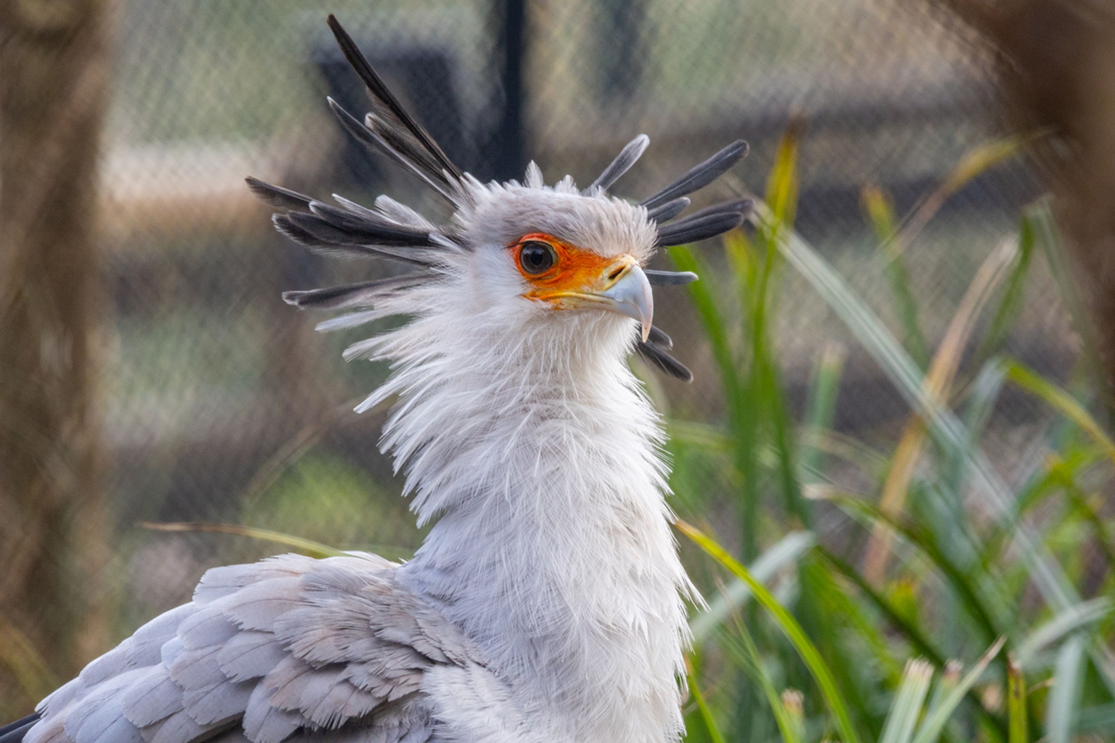 Secretary bird with distinctive crest and orange face stands in a grassy area, captured in profile view against a blurred background.