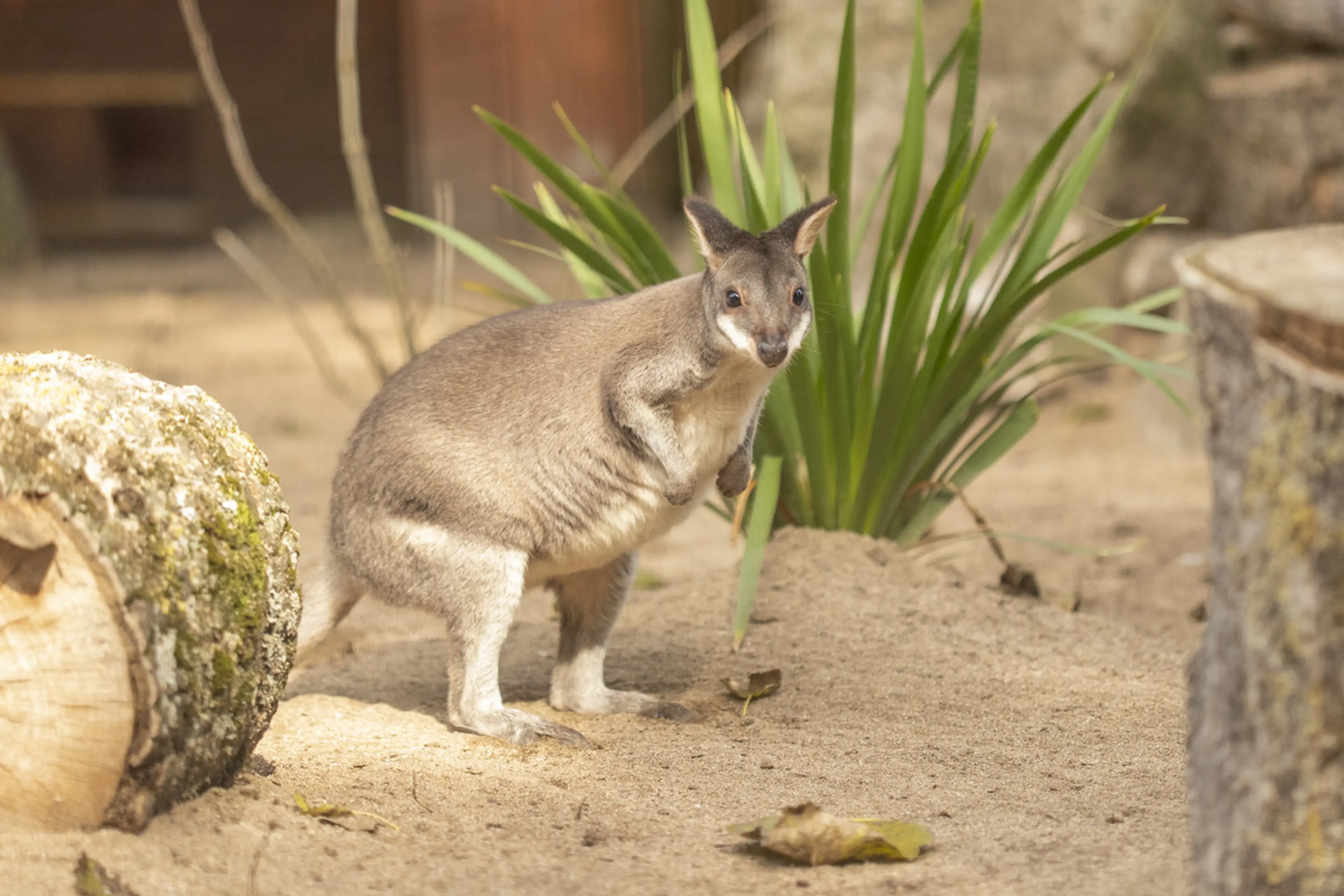 A pademelon stands on sandy ground surrounded by plants and logs, looking towards the camera in a natural setting.
