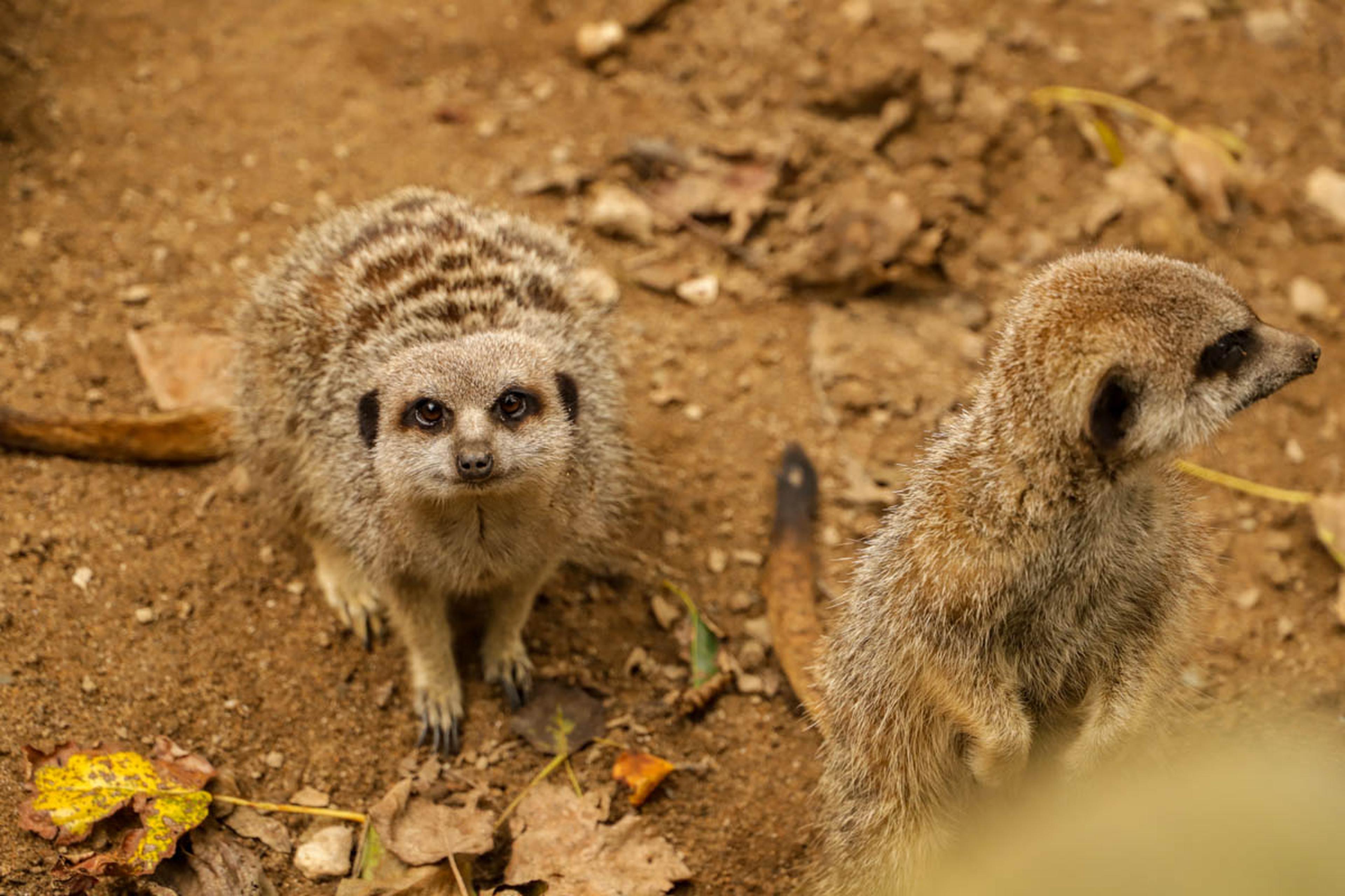 Two meerkats on sandy ground; one looks up curiously while the other gazes to the side. Dry leaves scattered around.