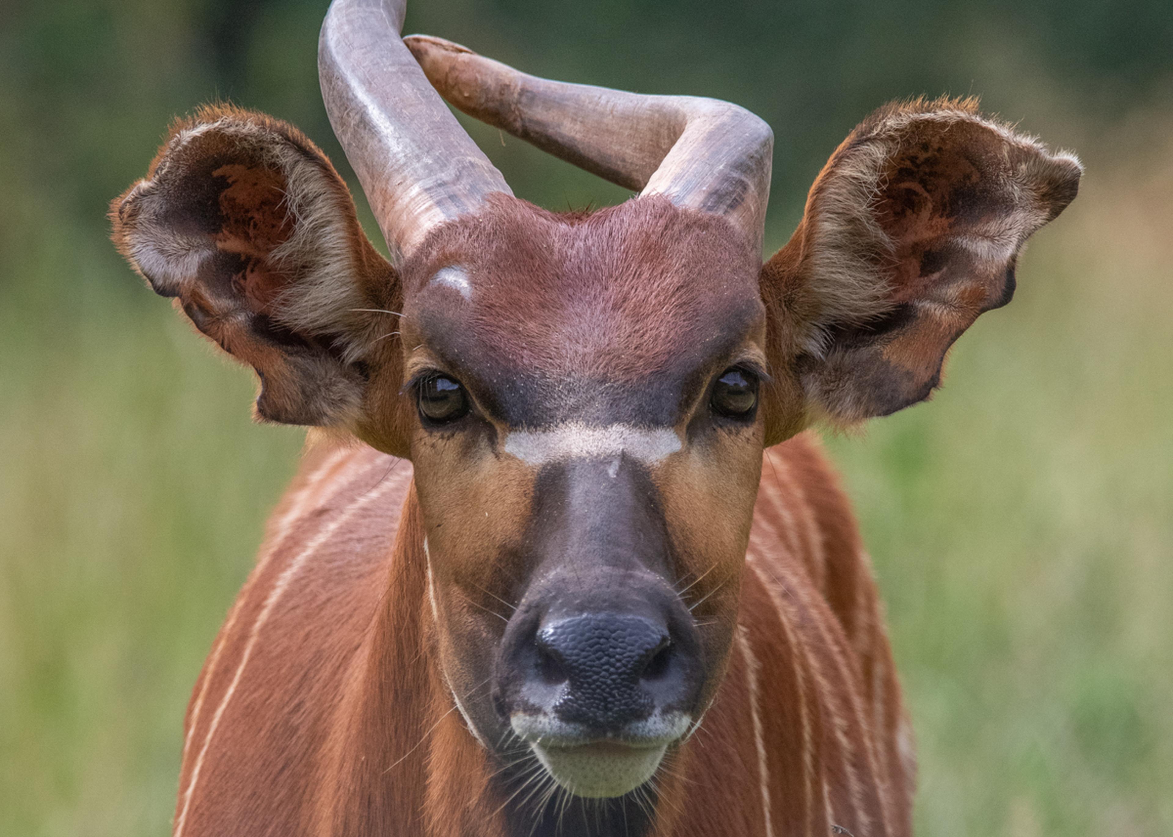 Up-close shot of a female Eastern mountain bongo at Paignton Zoo in Devon, UK