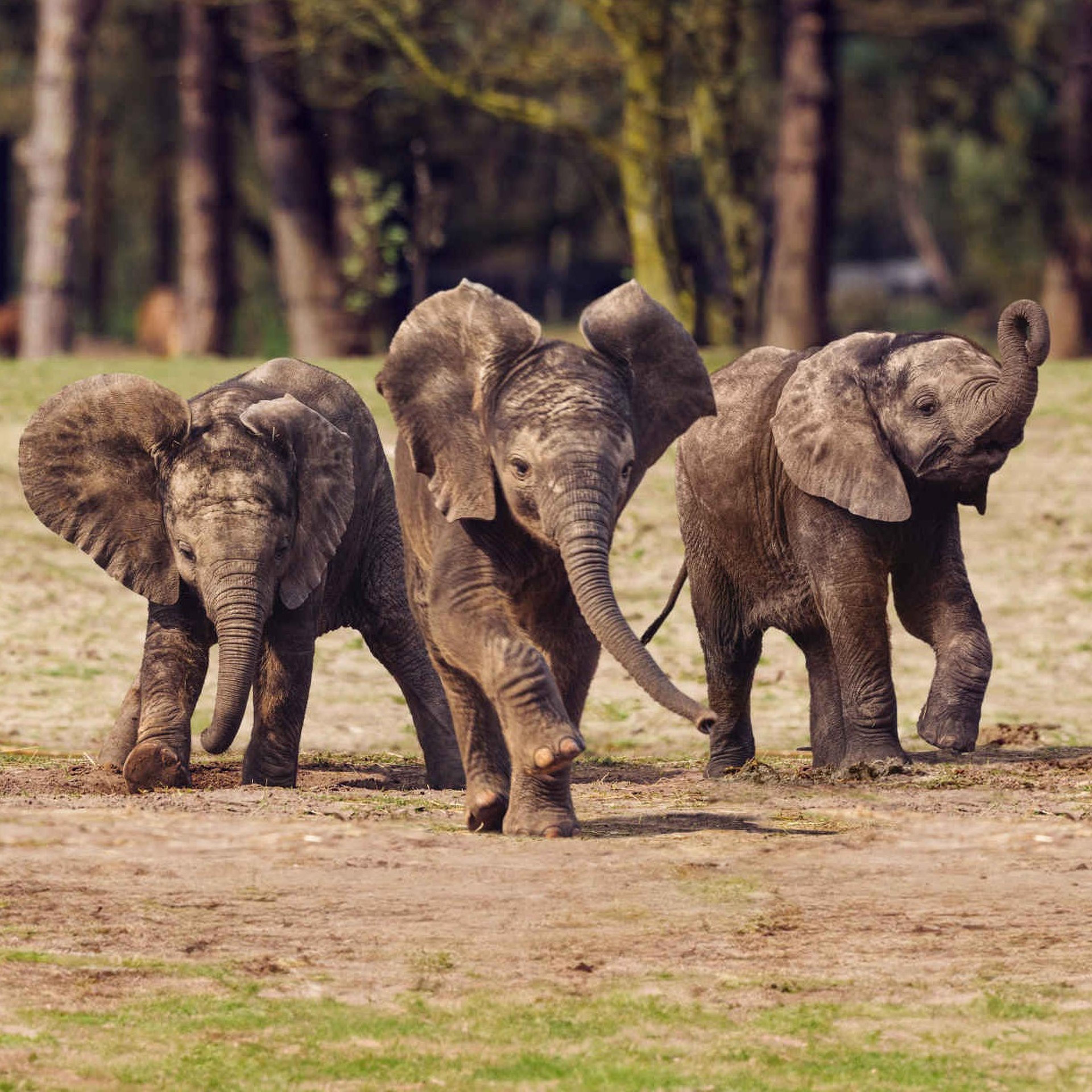 Drie jonge olifanten lopen op de savanne bij Safaripark Beekse Bergen.
