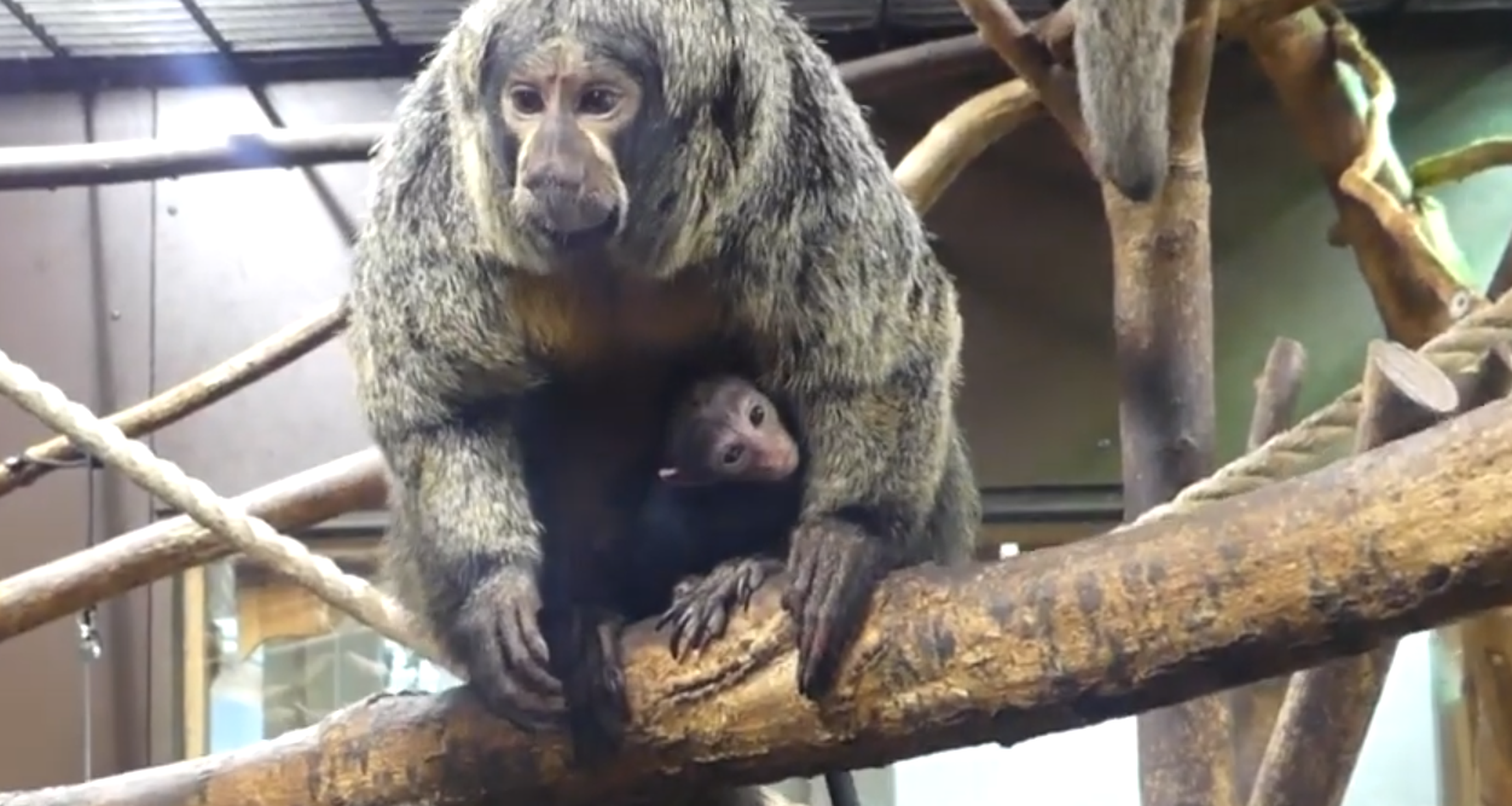 Witgezichtsaki verwelkomen jong in AquaZoo Leeuwarden