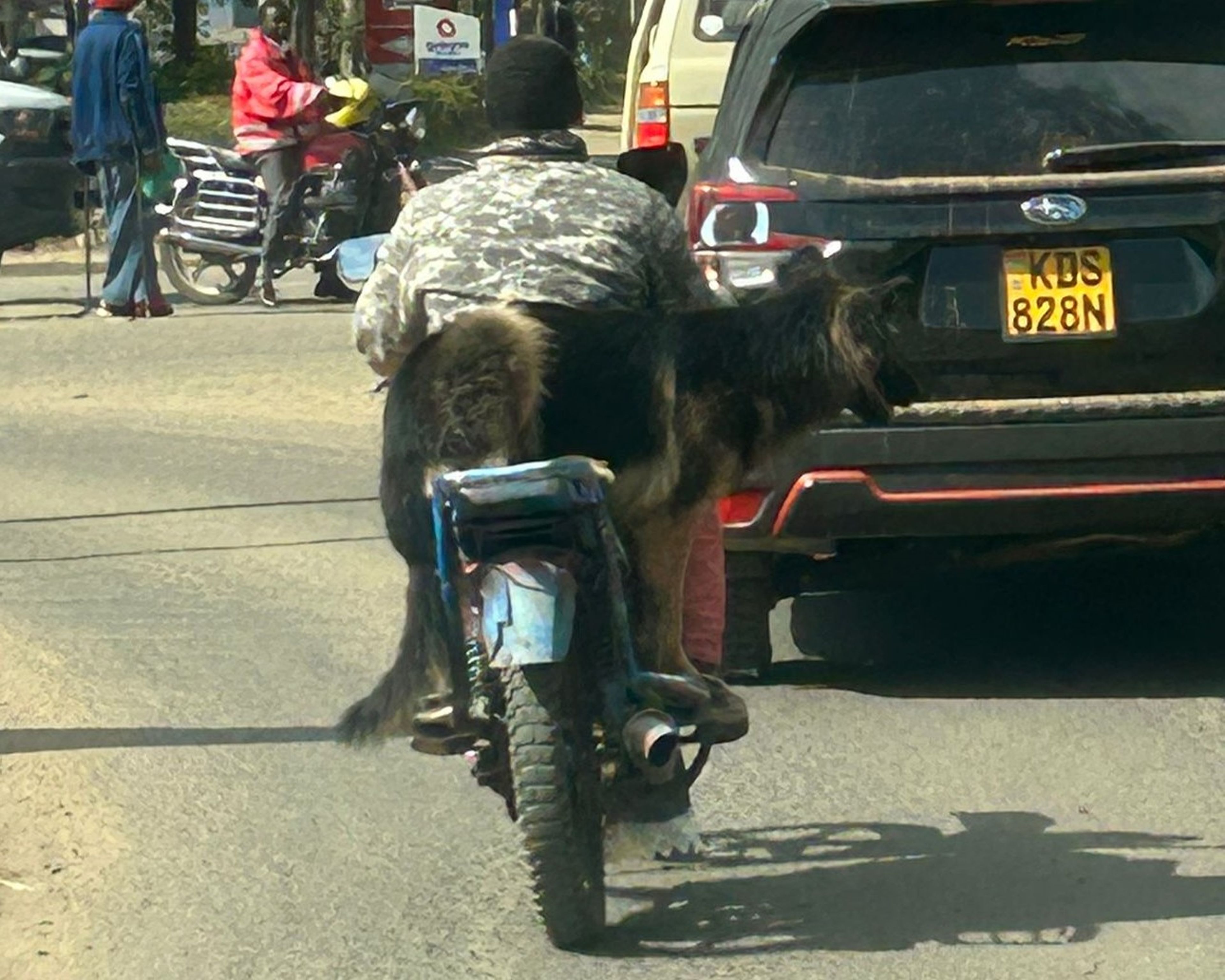 Een herdershond zit achterop de brommer in Kenia.