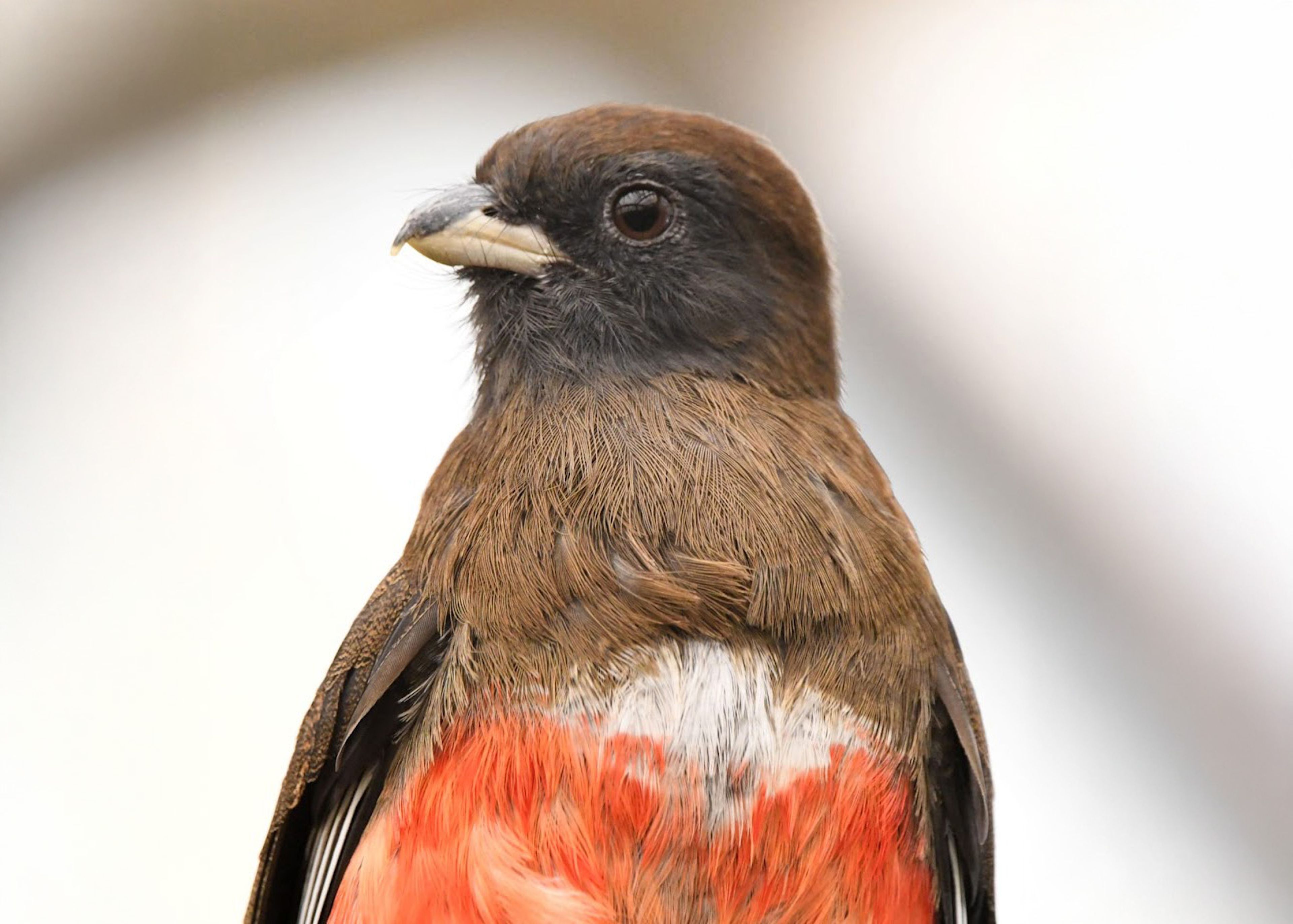 A colorful bird with dark brown and vibrant red plumage sits against a blurred background, showcasing a keen, observant eye.