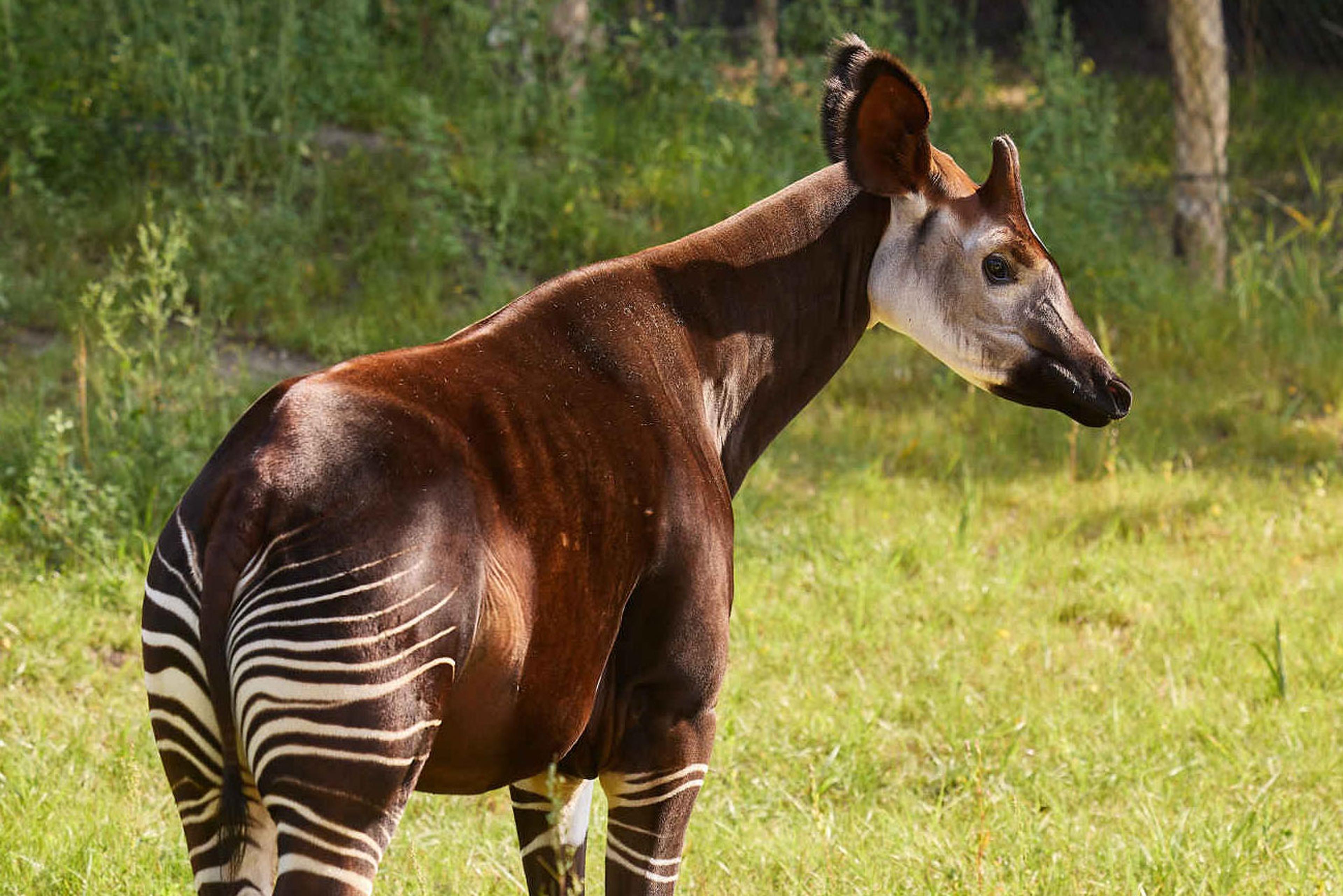 De okapi van dichtbij in ZooParc Overloon