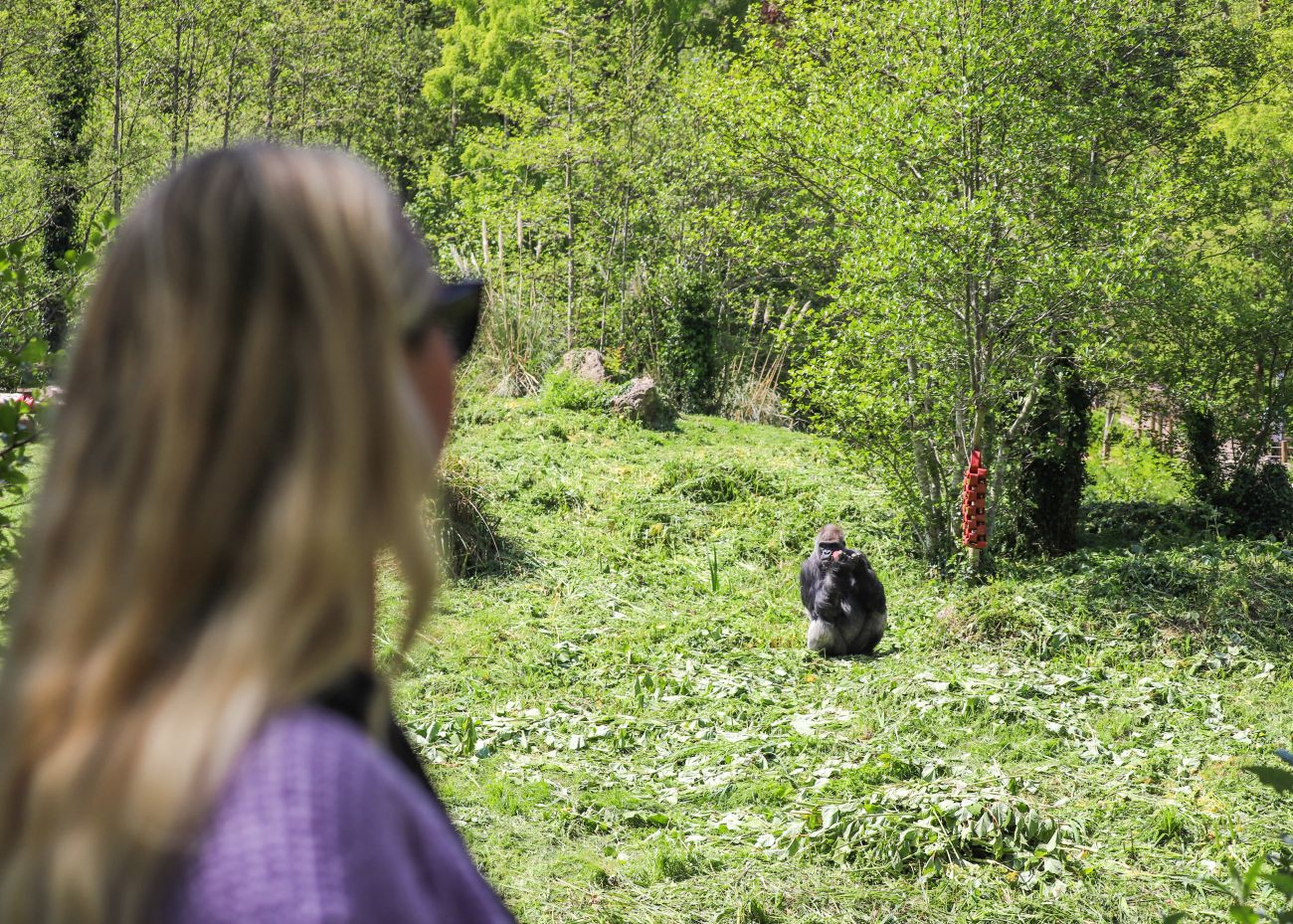 Woman with blonde hair in foreground observes a gorilla sitting on grass in a lush, green habitat with trees in the background.
