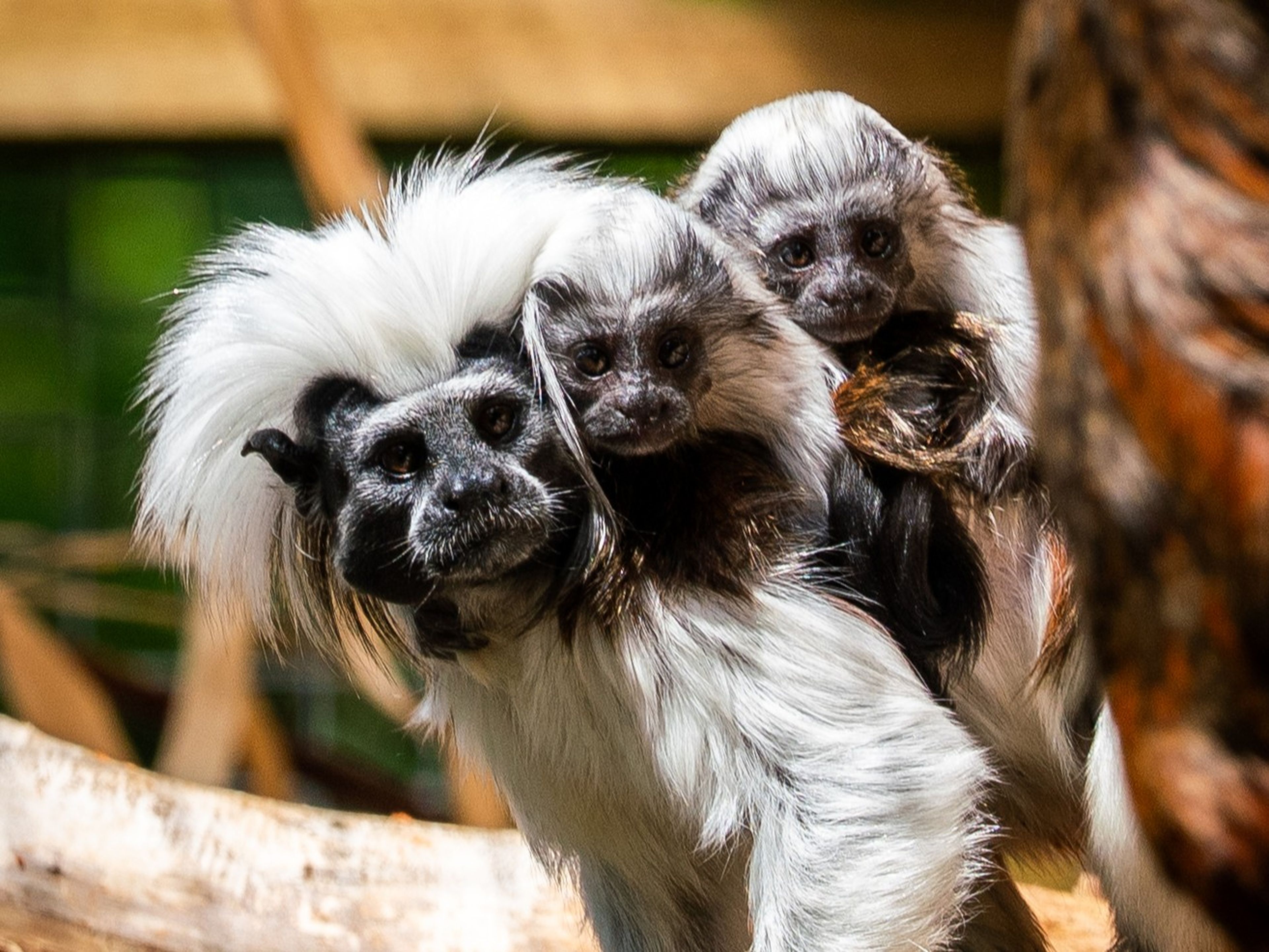 Cotton-top tamarin carrying two young on its back, surrounded by greenery and wooden branches, with bright sunlight illuminating their white tufts.