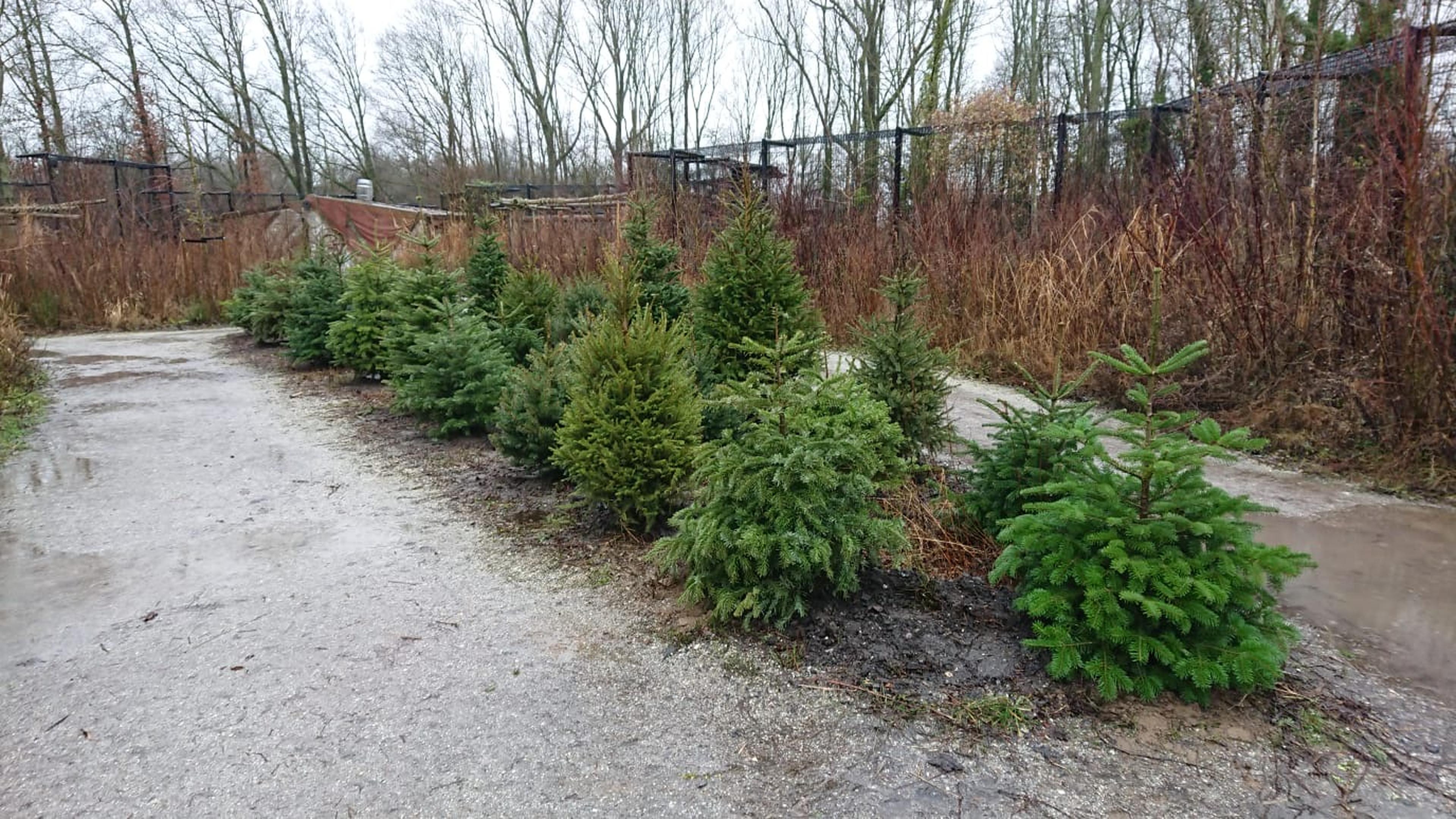 Inzamelen van kerstbomen bijAquaZoo Leeuwarden