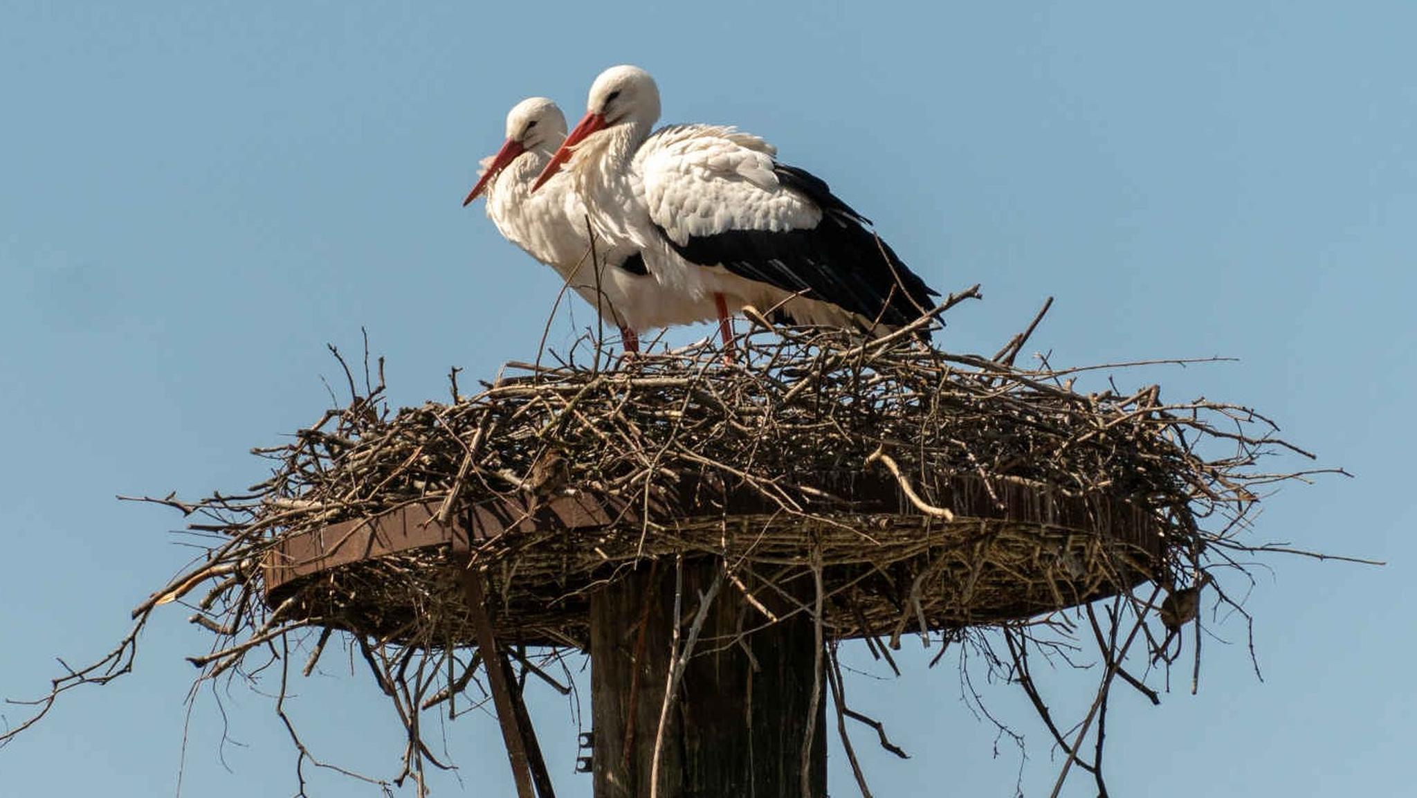 Een ooievaarsnest bij Eindhoven Zoo.