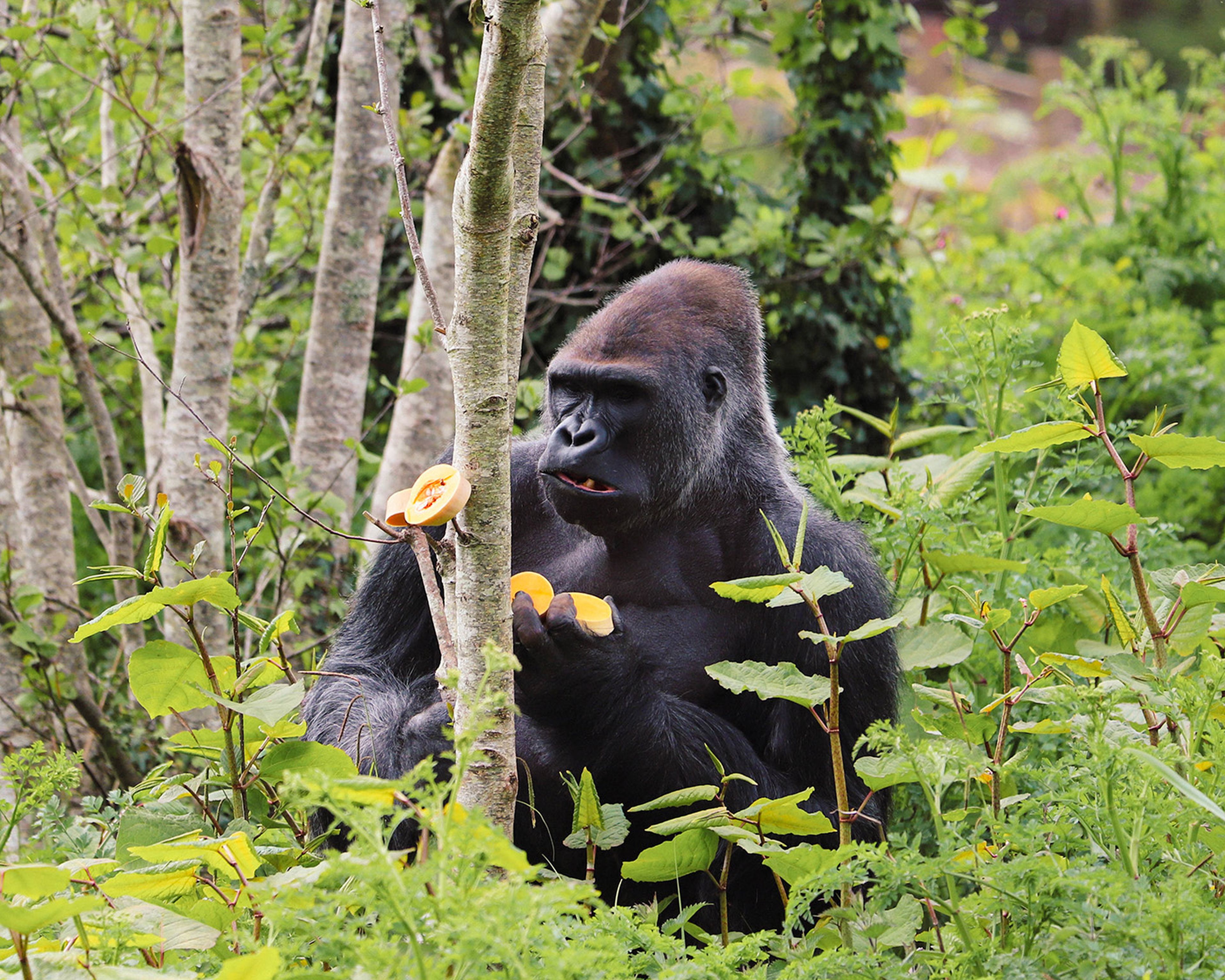 A gorilla sits among dense greenery, holding fruit while looking to the side. Small trees and leafy plants surround it at Paignton Zoo in Devon, UK