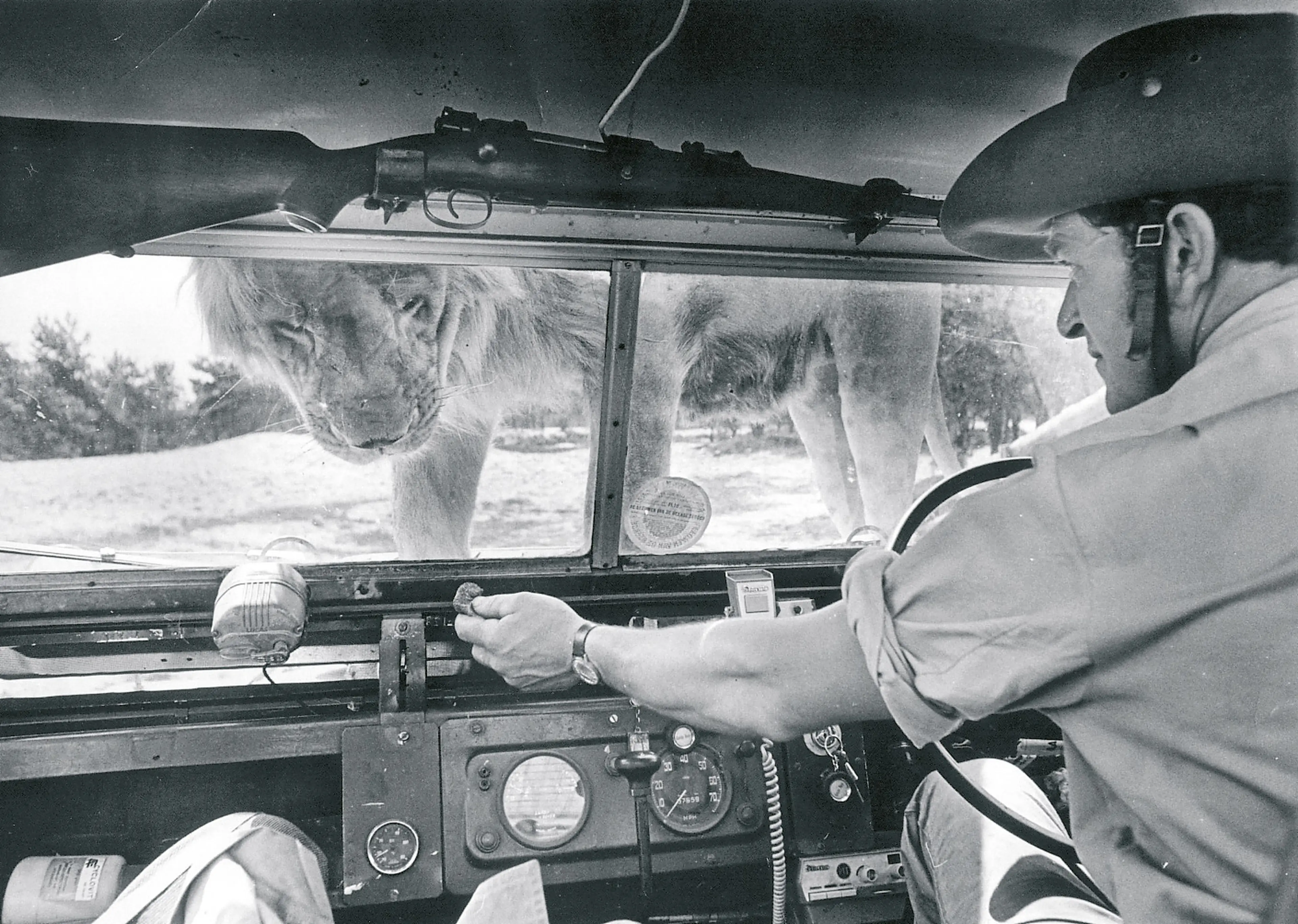 Archiefbeelden van leeuwenpark Beekse Bergen in 1968