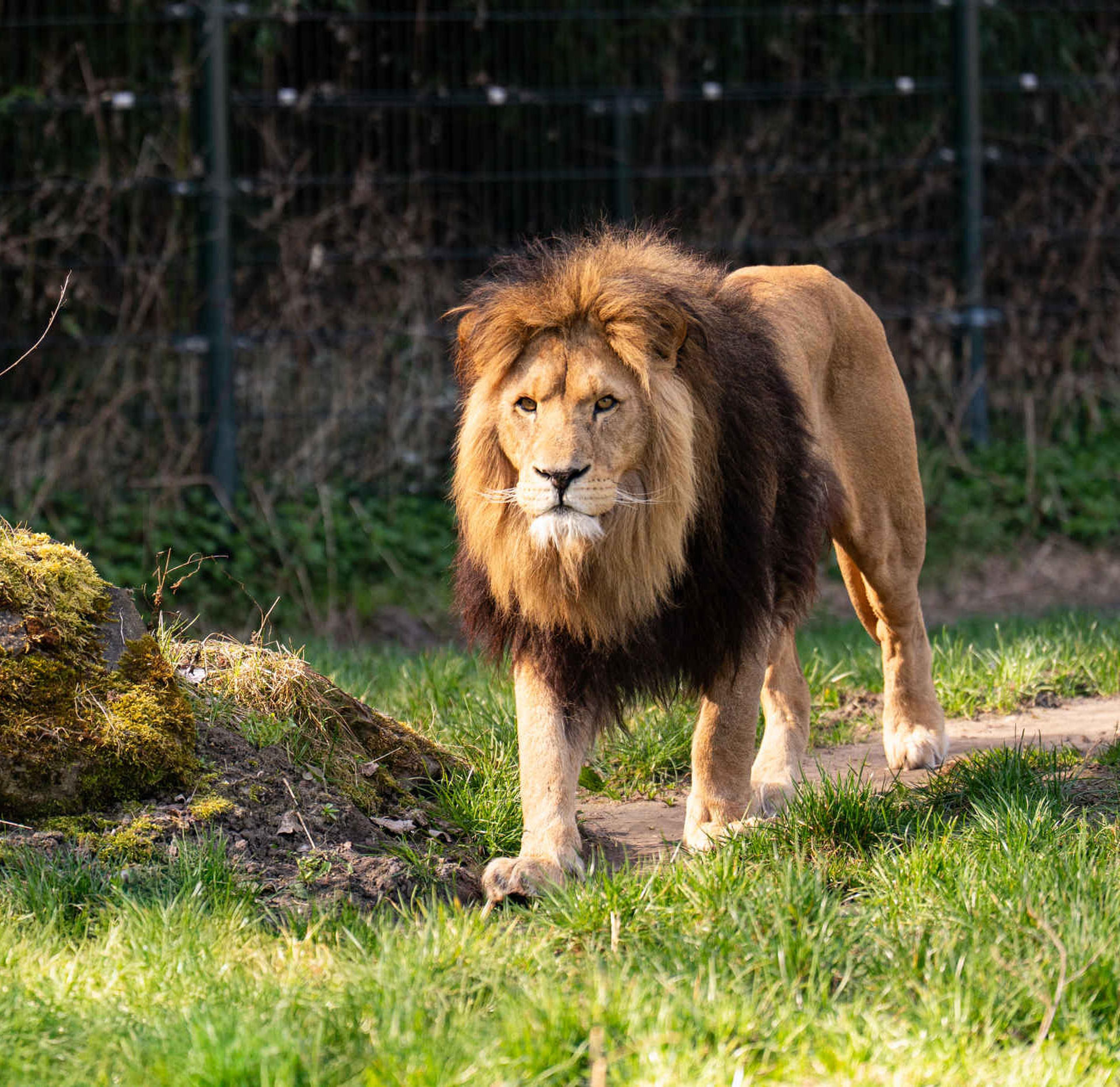 Een Afrikaanse leeuw lopend in het verblijf in ZooParc Overloon