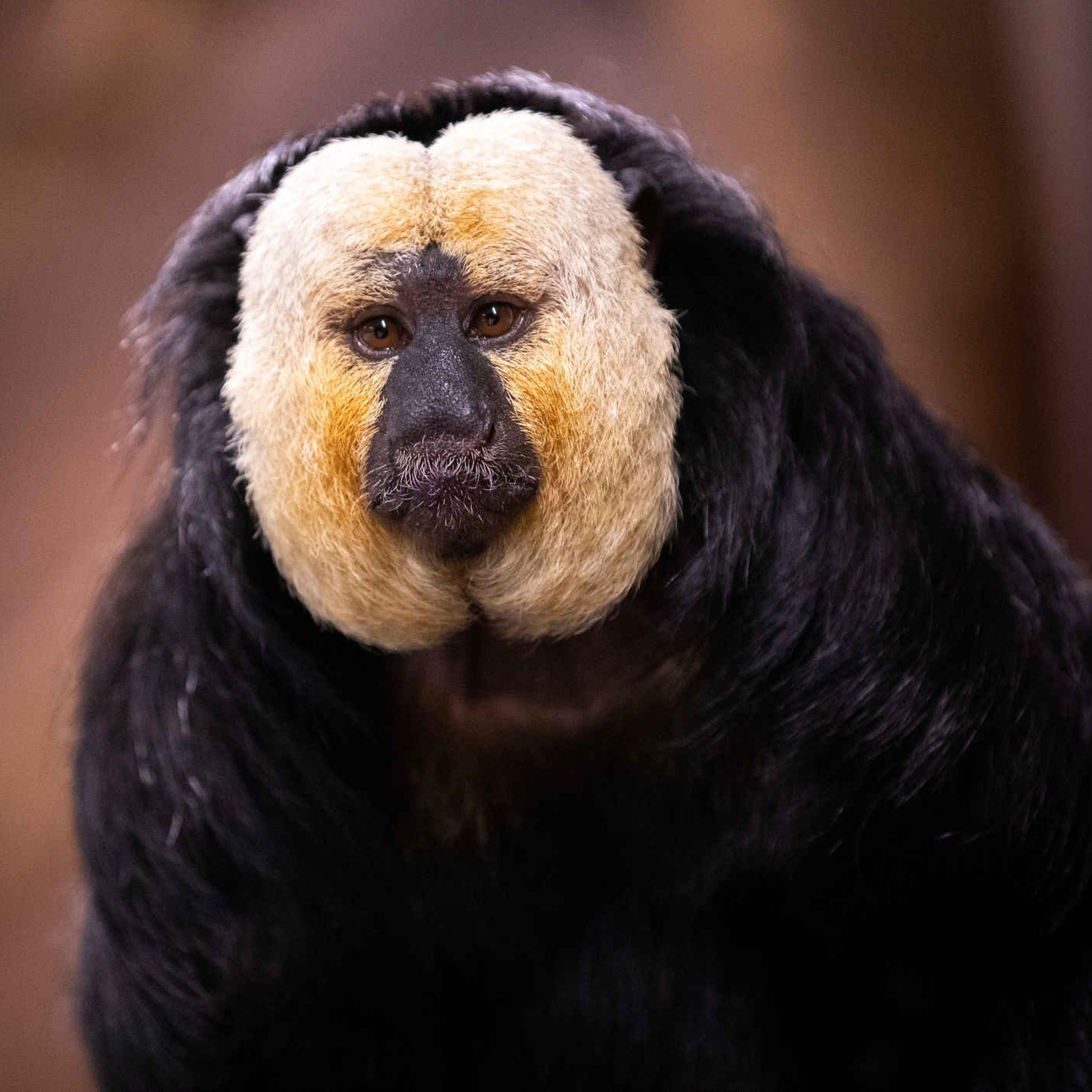Een witgezichtsaki bij ZooParc Overloon.