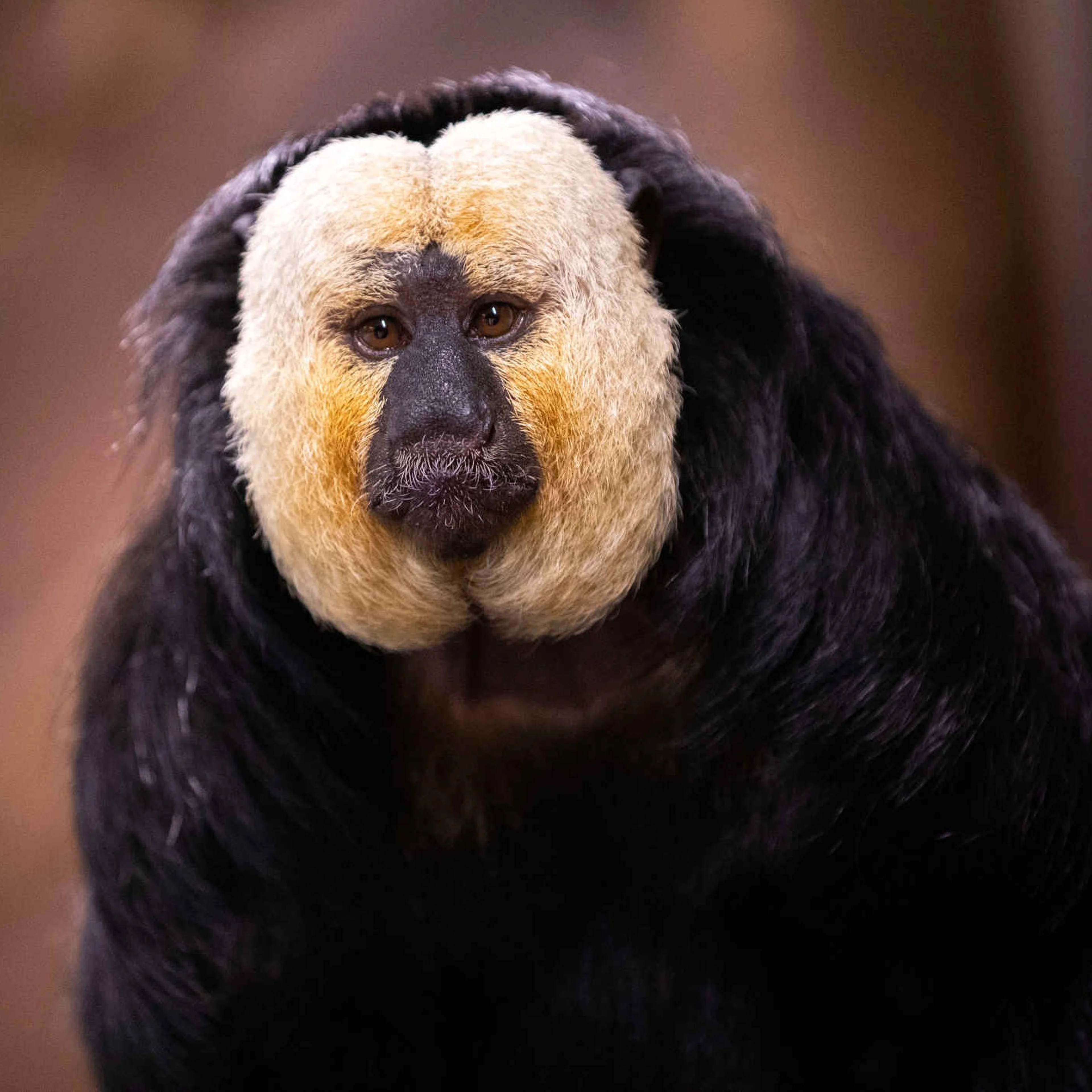 Een witgezichtsaki bij ZooParc Overloon.