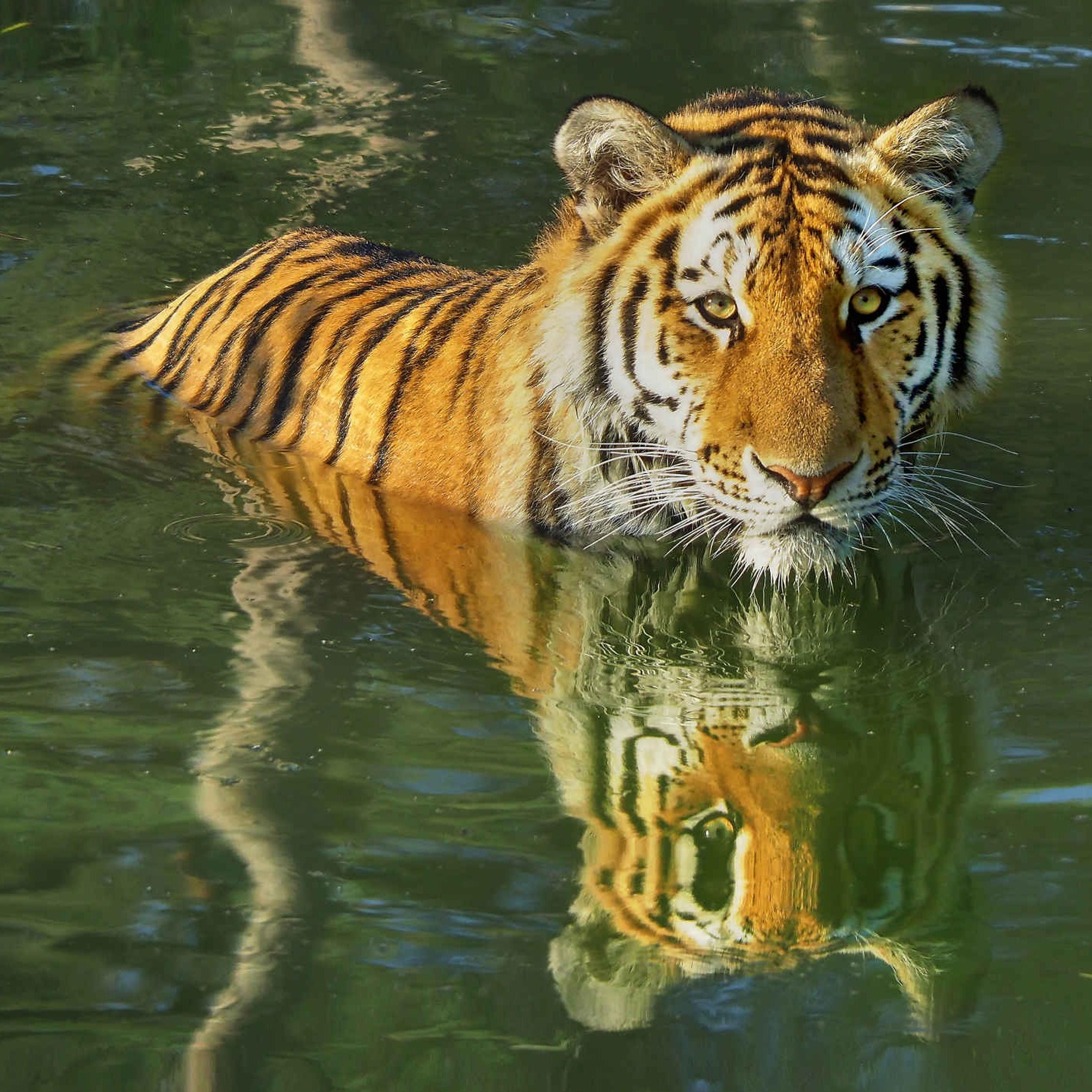 Een amoertijger is aan het zwemmen bij AquaZoo.