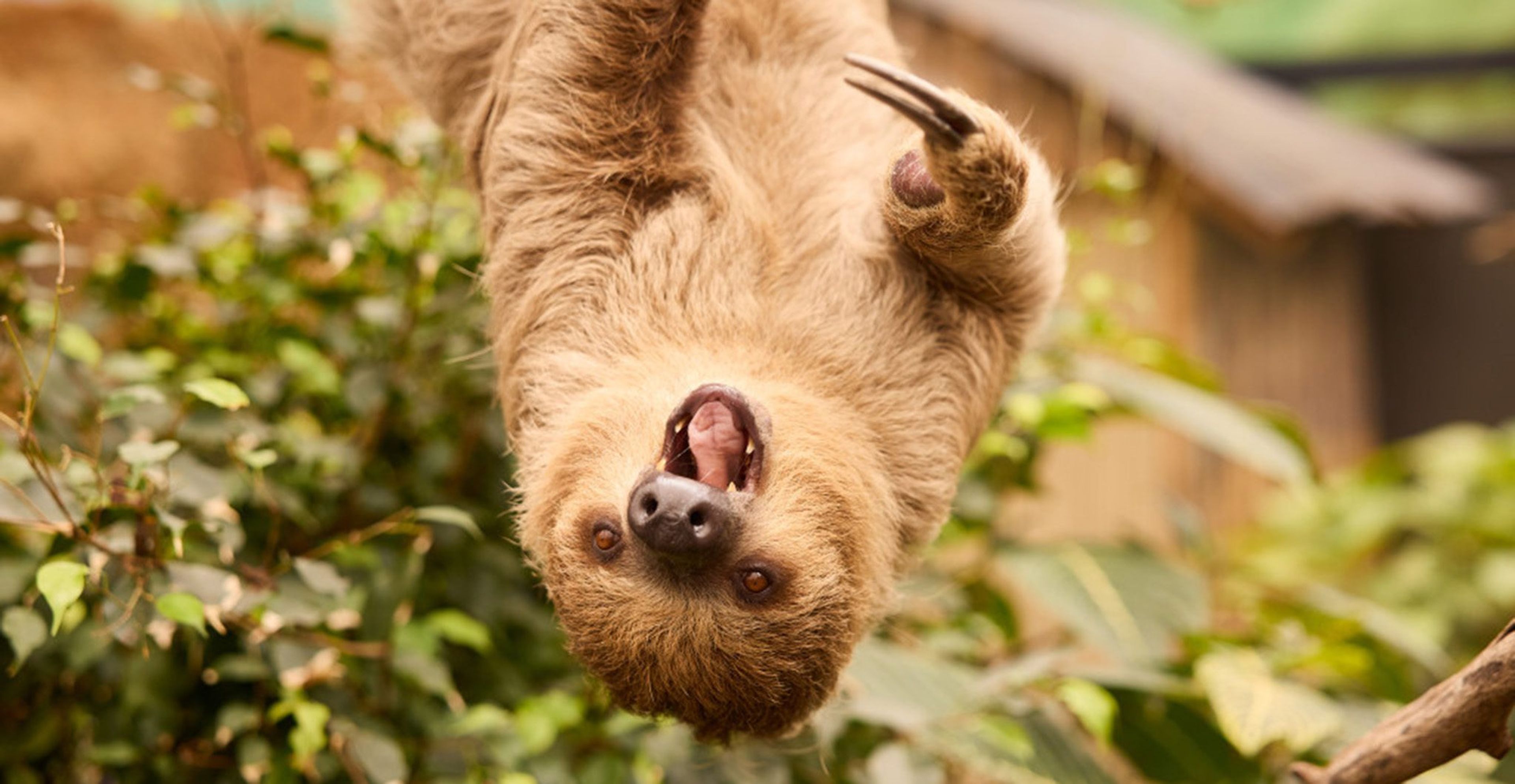 Zooparc Overloon dieren luiaard