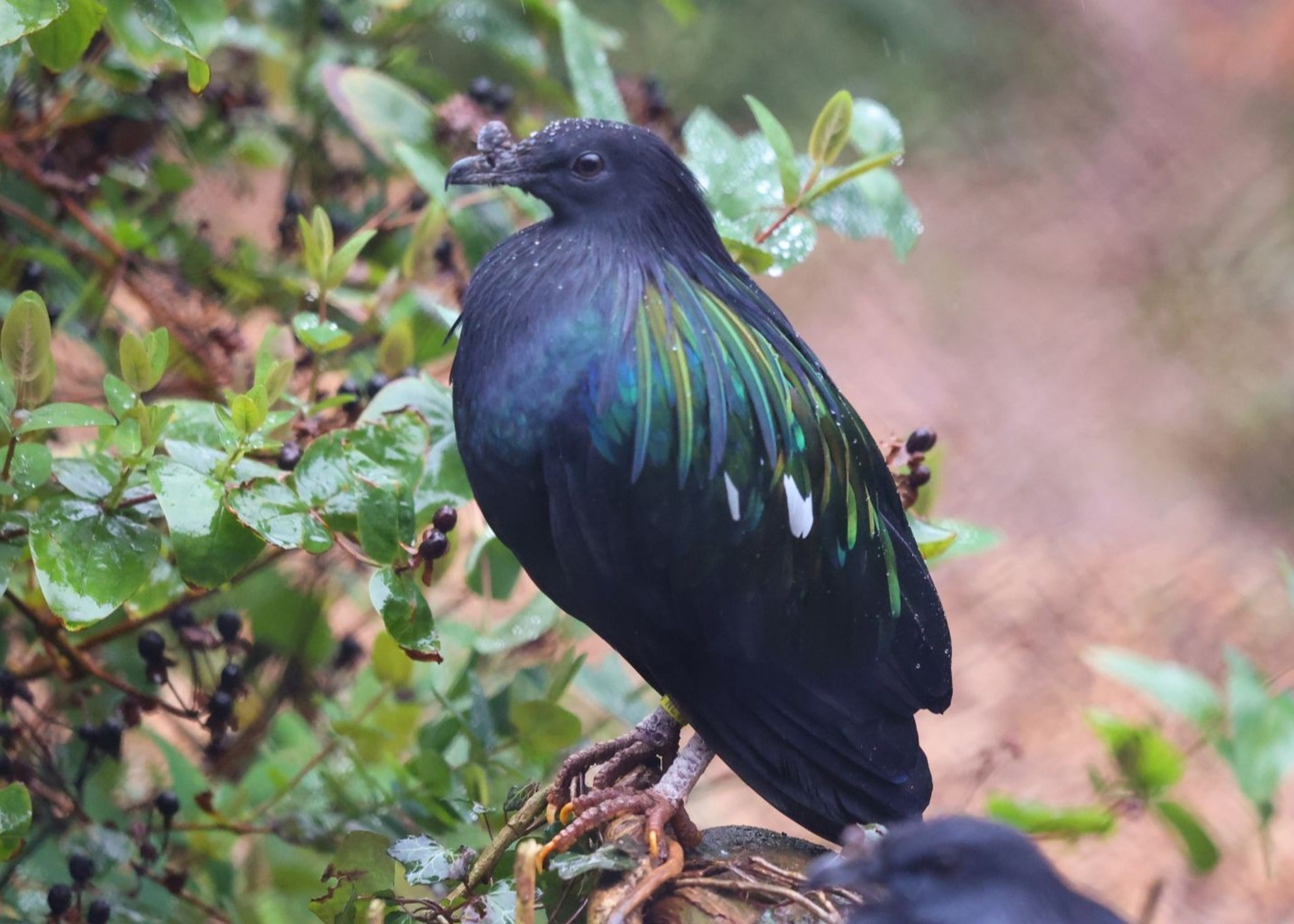 Nicobar pigeon with iridescent green and blue feathers perched among wet, leafy branches.