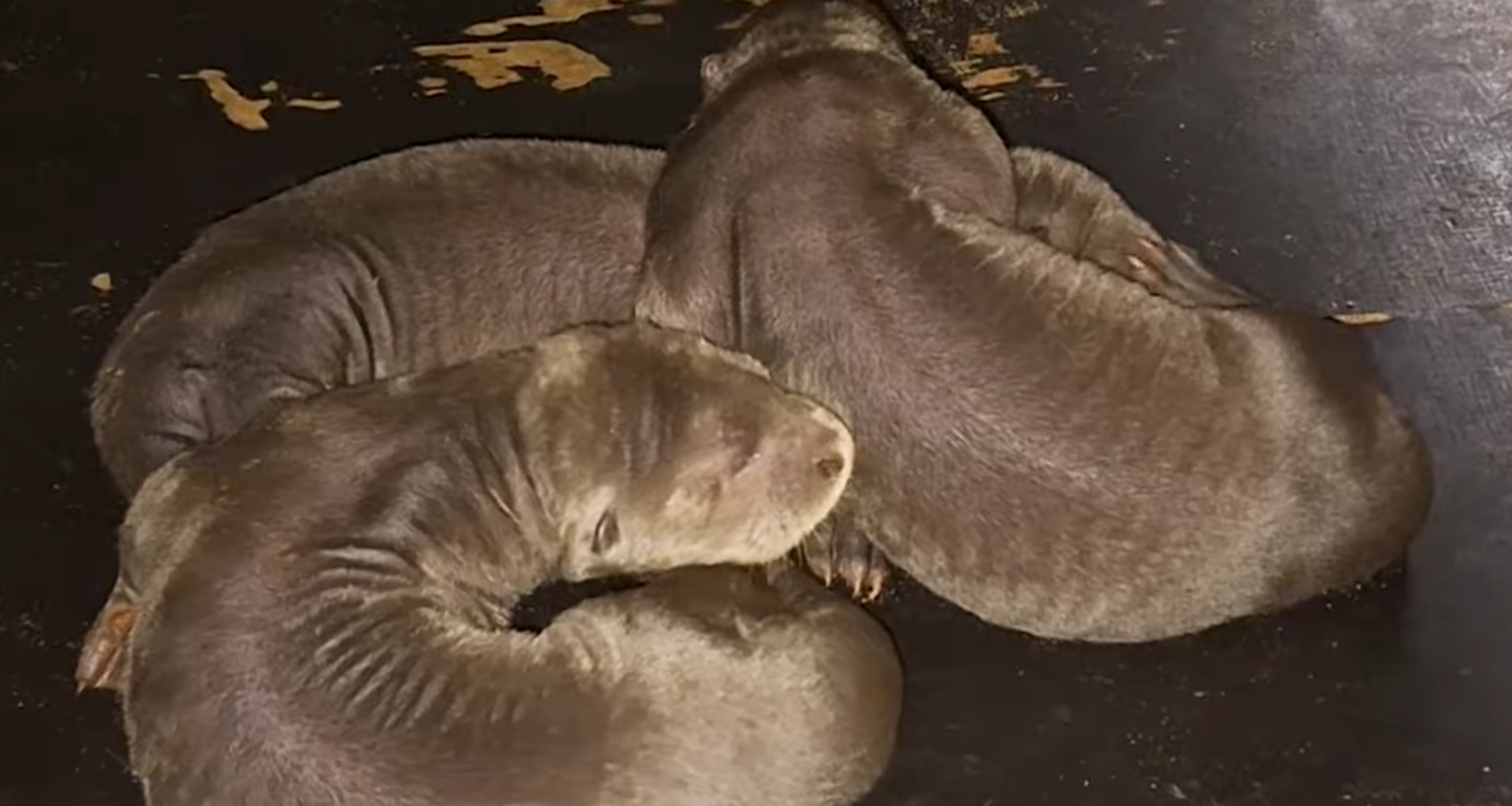 Reuzenotterjongen groeien in AquaZoo Leeuwarden