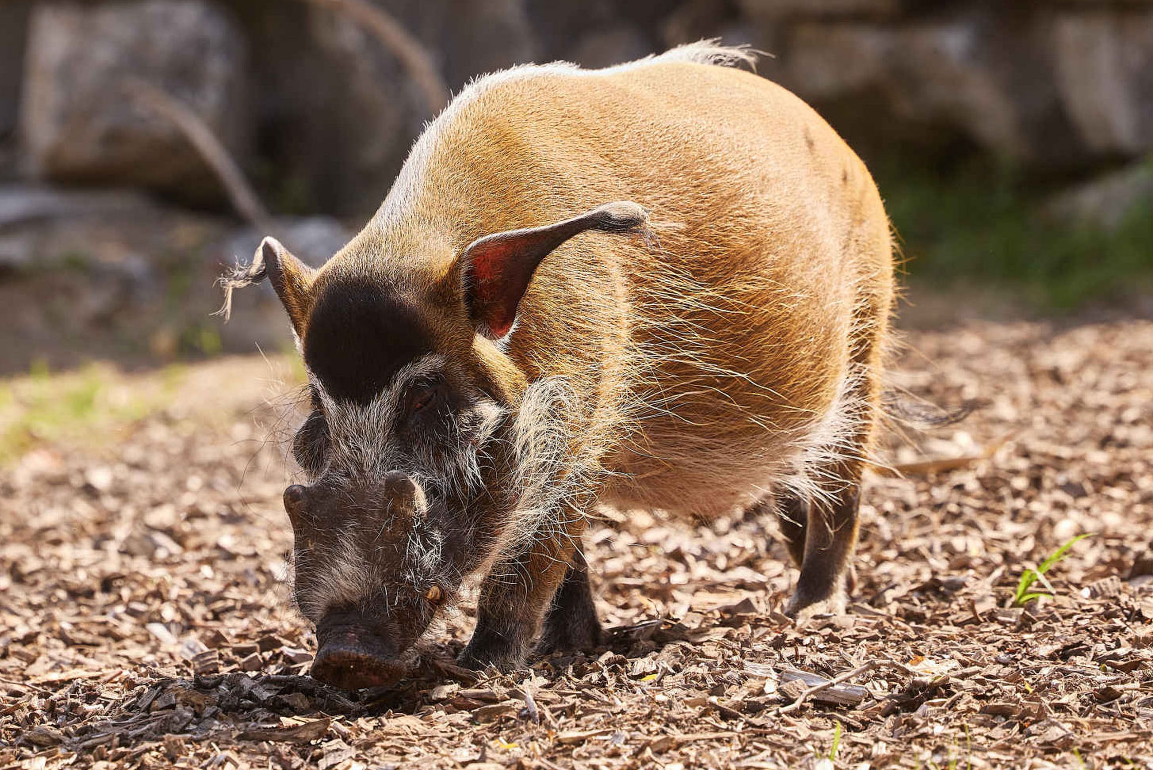 Een penseelzwijn in ZooParc Overloon