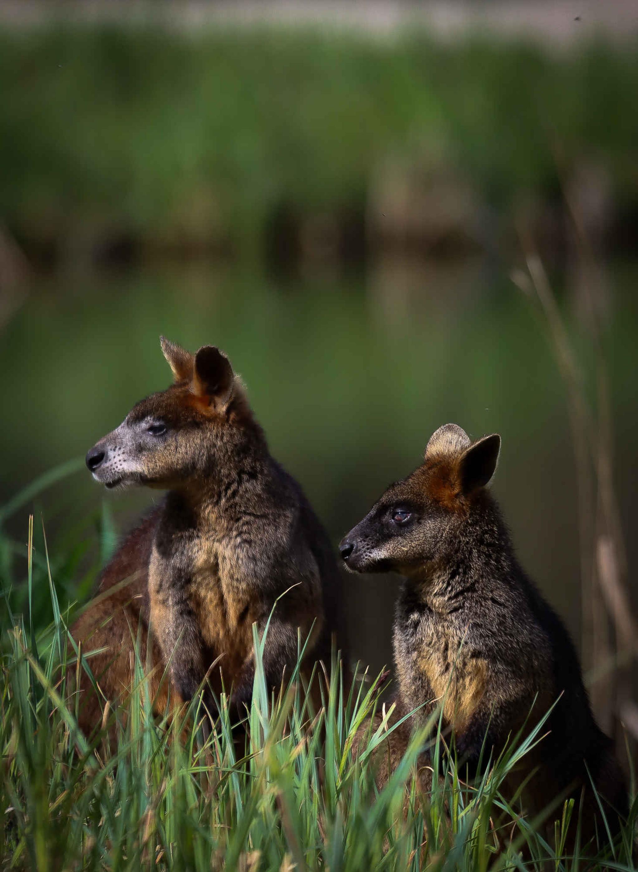 Moeraswallaby's tussen het gras in AquaZoo Leeuwarden