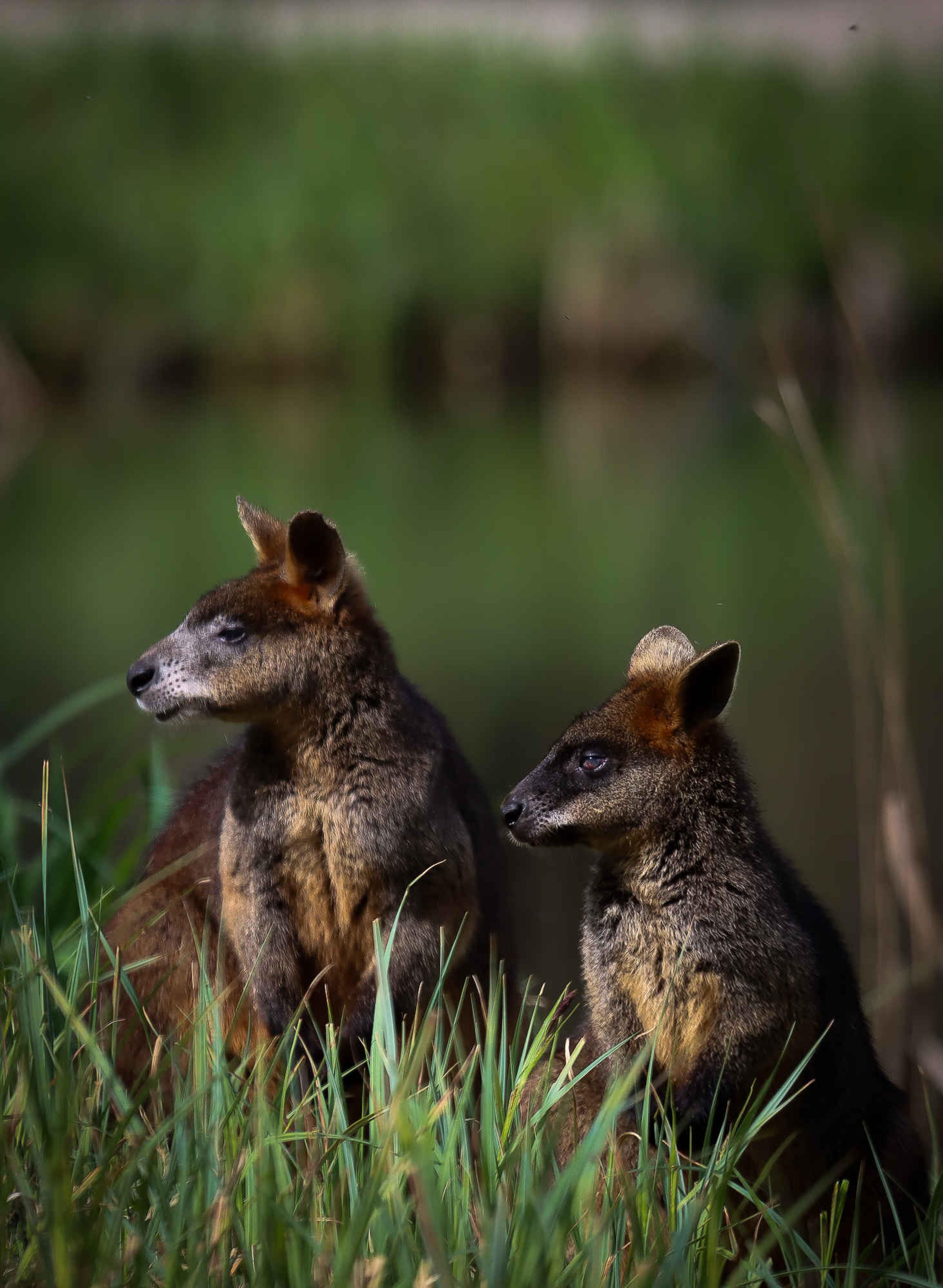 Moeraswallaby's tussen het gras in AquaZoo Leeuwarden