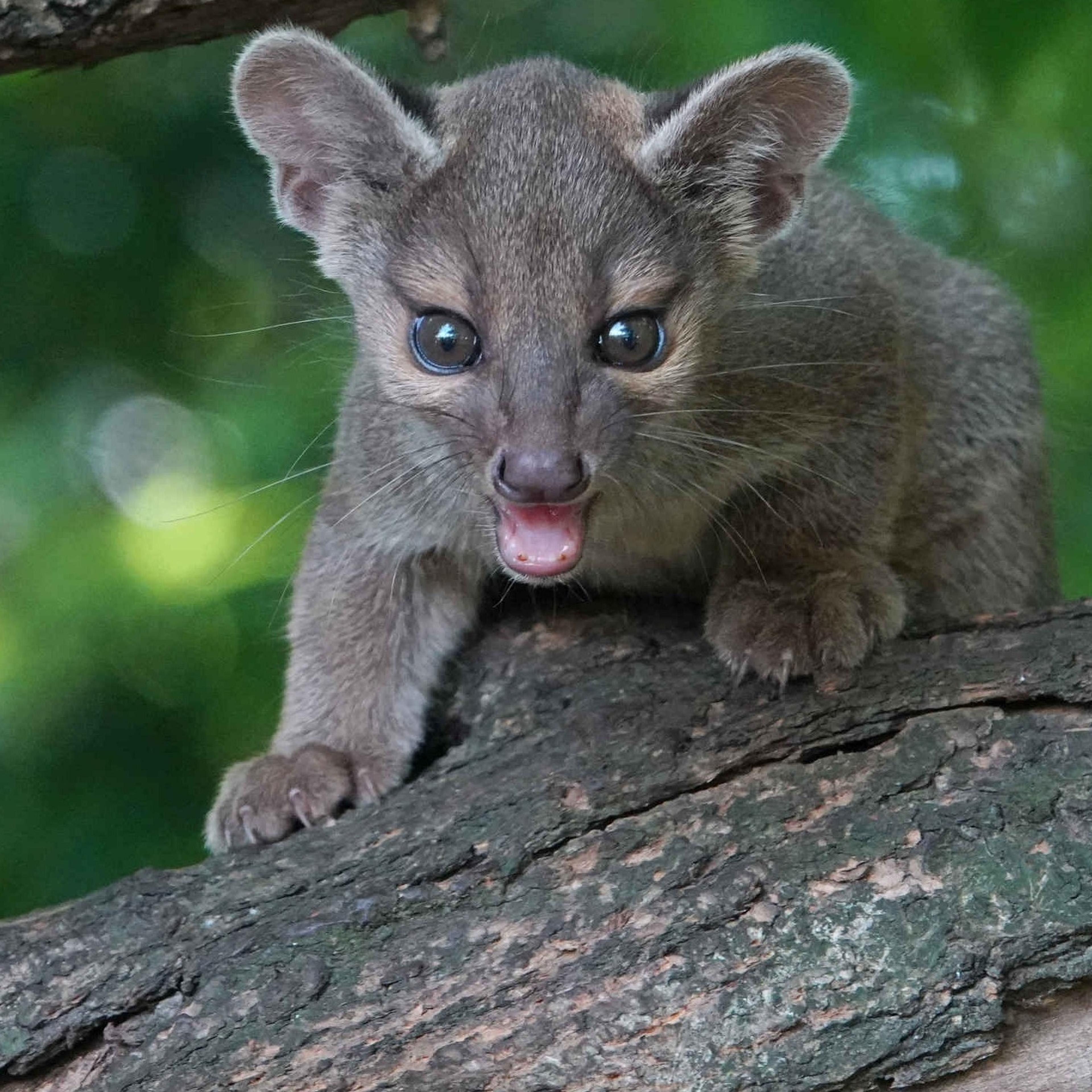 Een jonge fossa klimt in een boom bij ZooParc Overloon.