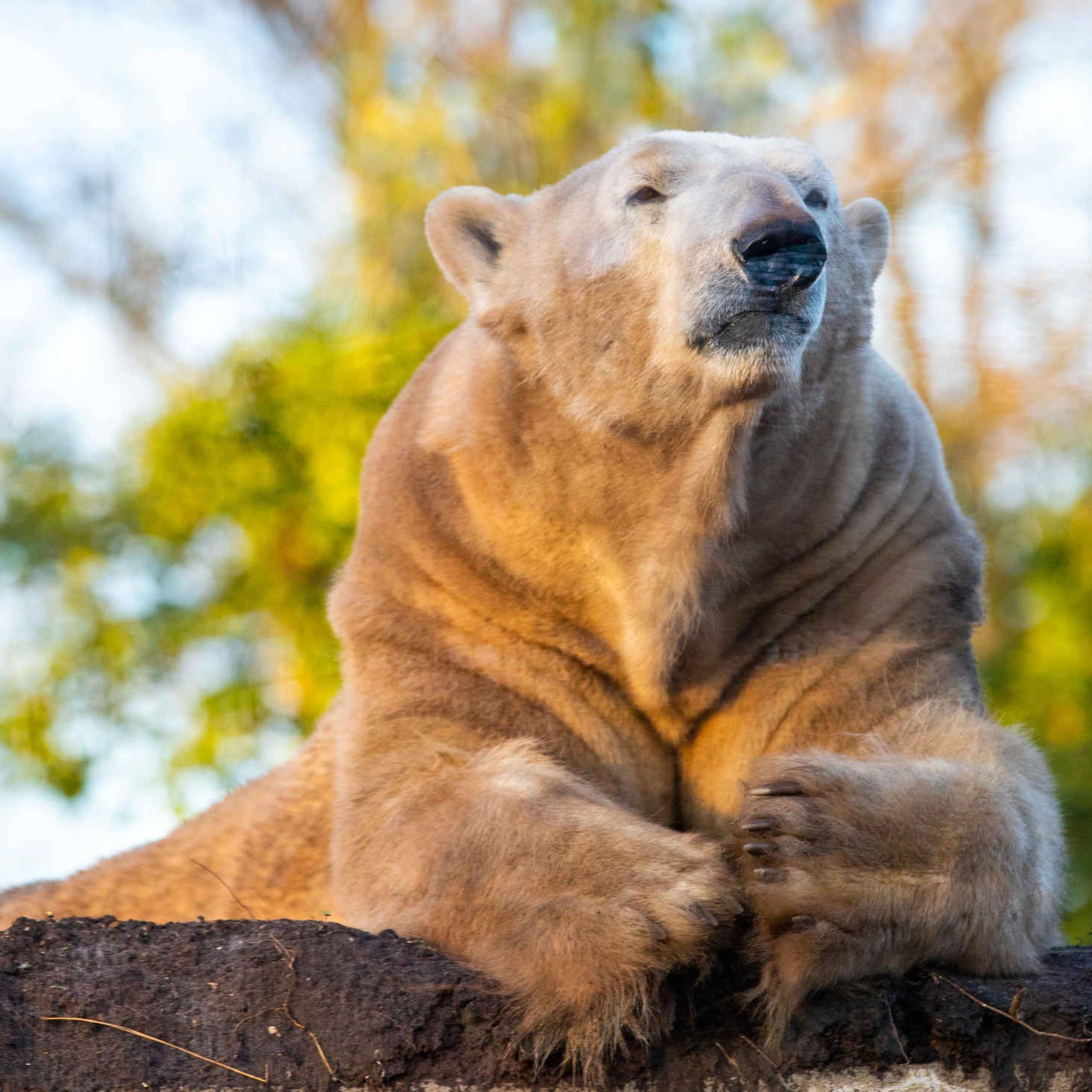 Een ijsbeer ligt boven op een heuvel bij AquaZoo Leeuwarden.