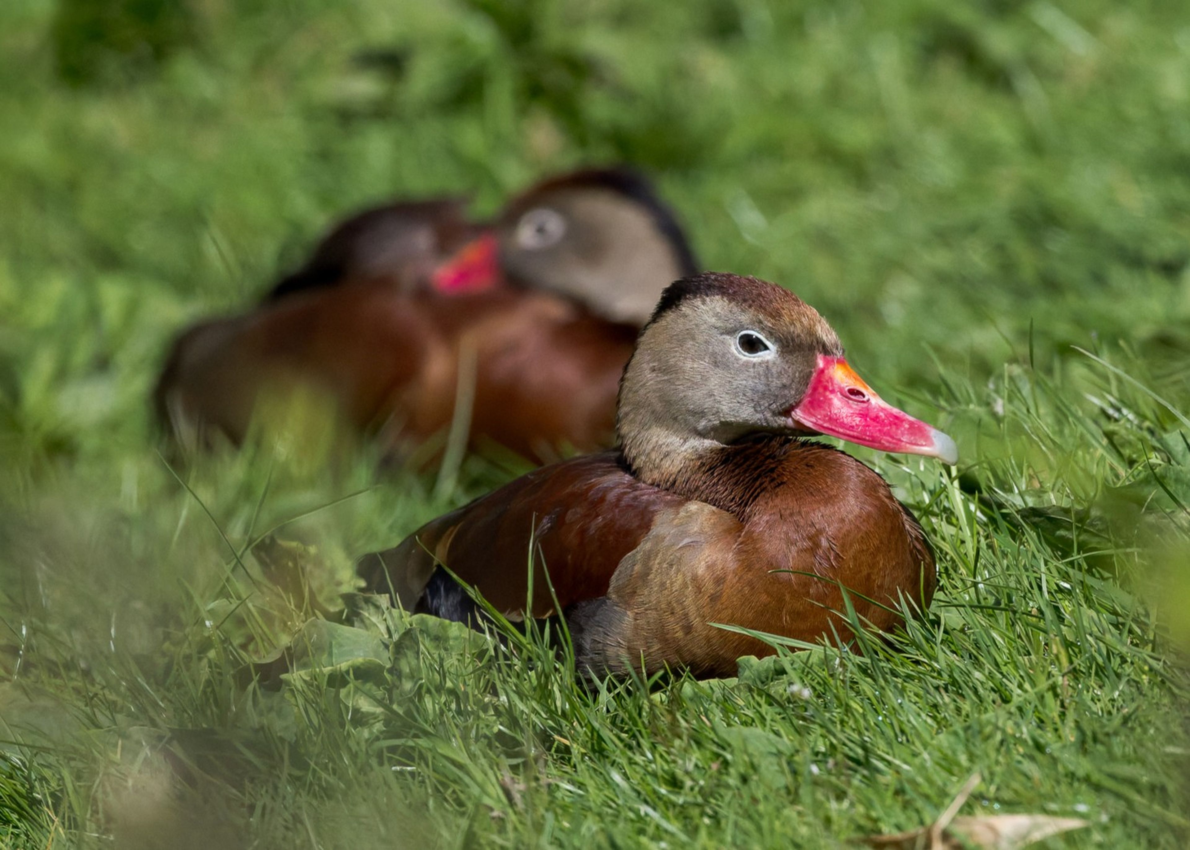 Two red-billed ducks resting on green grass, with one duck in sharp focus and the other blurred in the background.