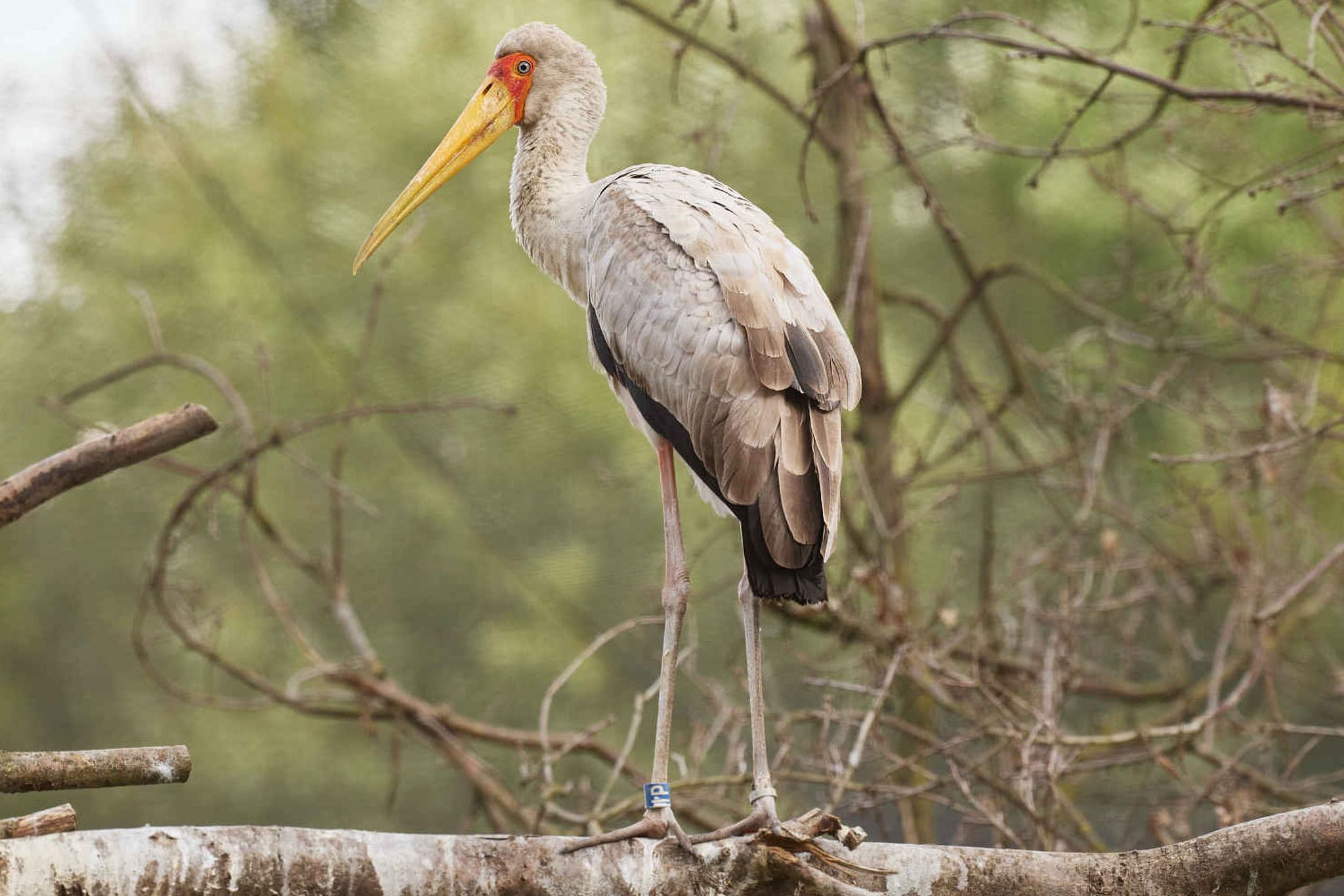 Een nimmerzat in ZooParc Overloon