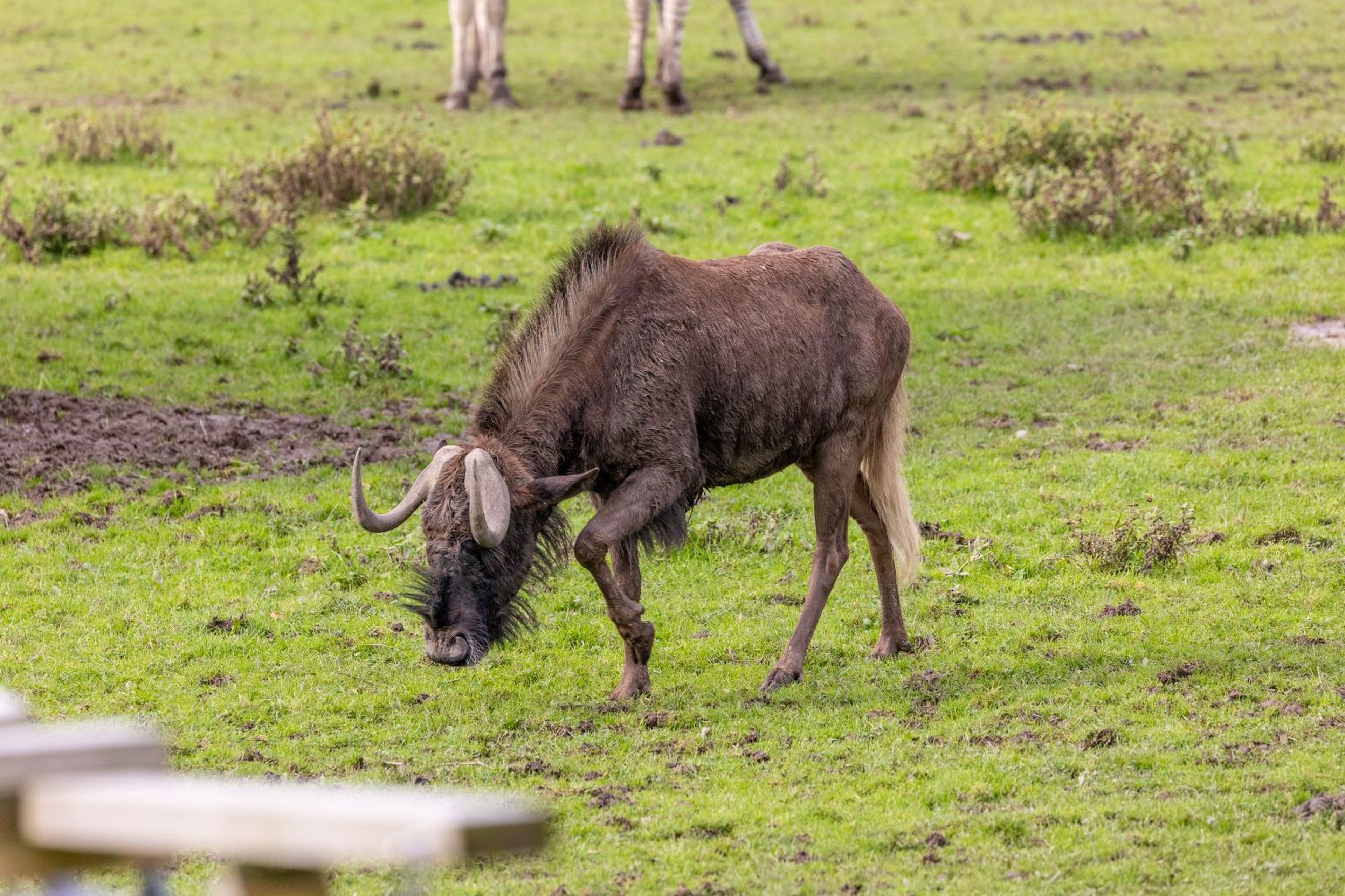 A wildebeest in a grassy field, with other animals partially visible in the background.