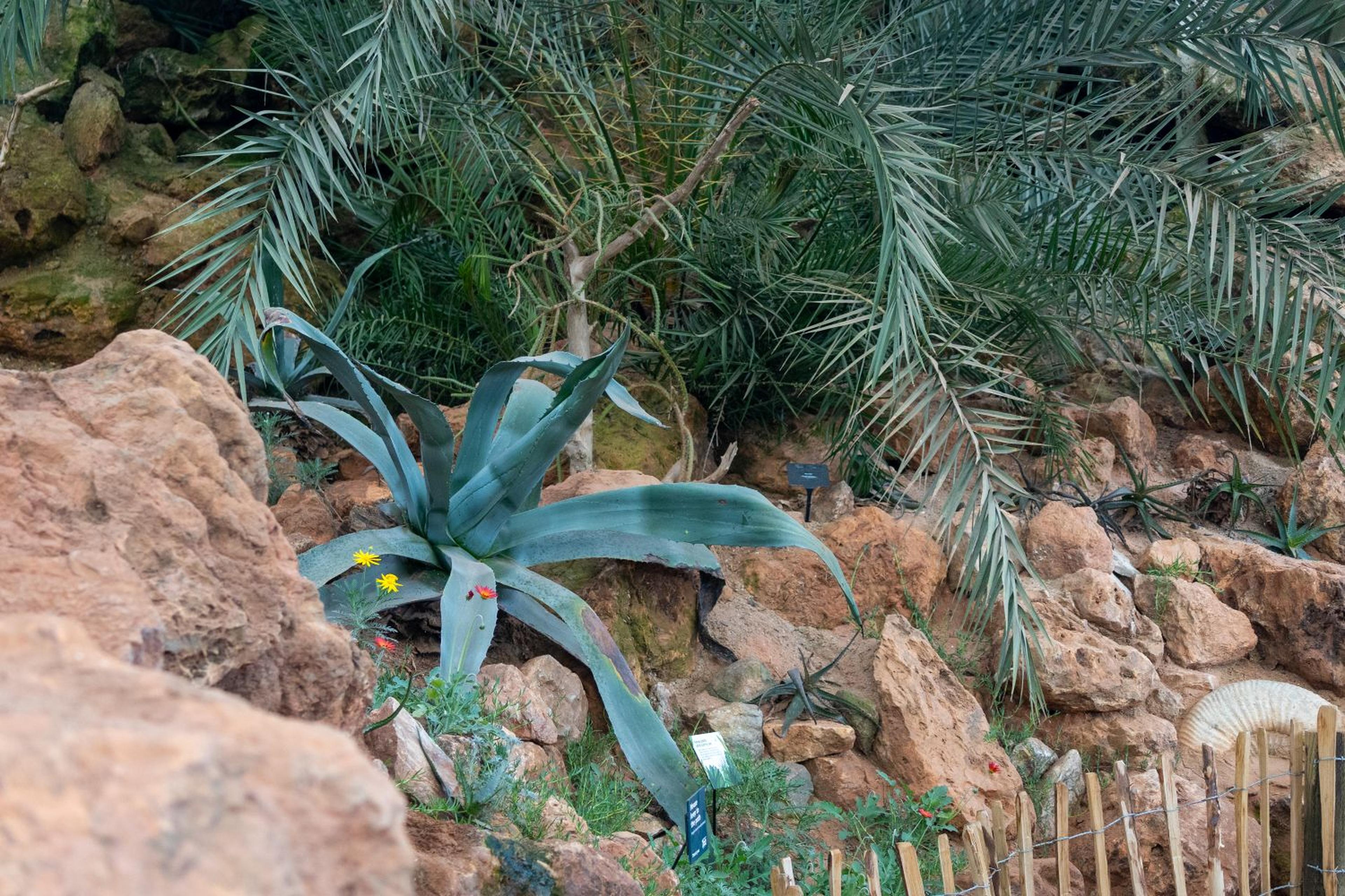 Large succulents growing from rocky crevices inside Paignton Zoo's Arid Lands desert house