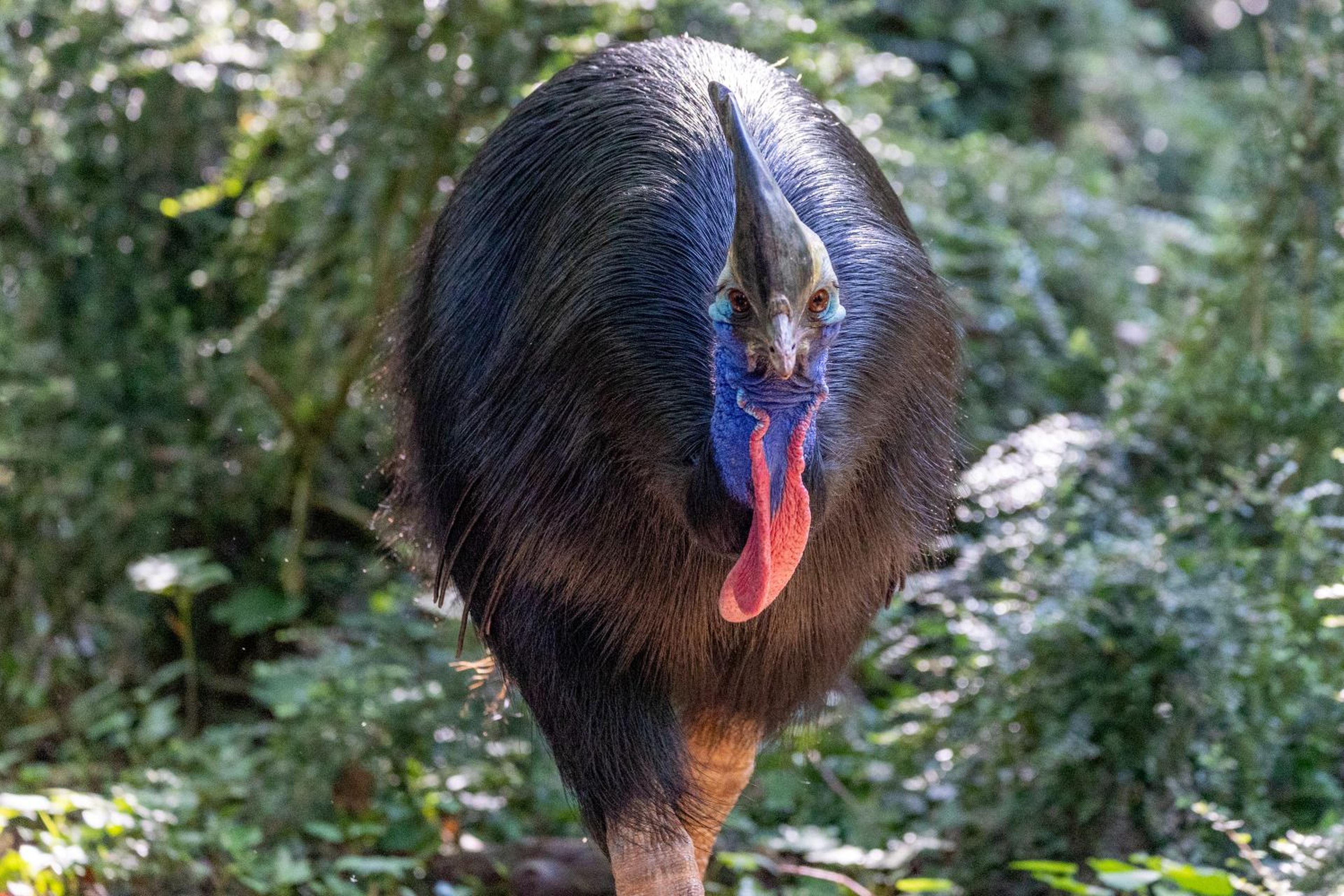 A cassowary with vibrant blue and red markings on its head and neck, walking through a lush green forest.