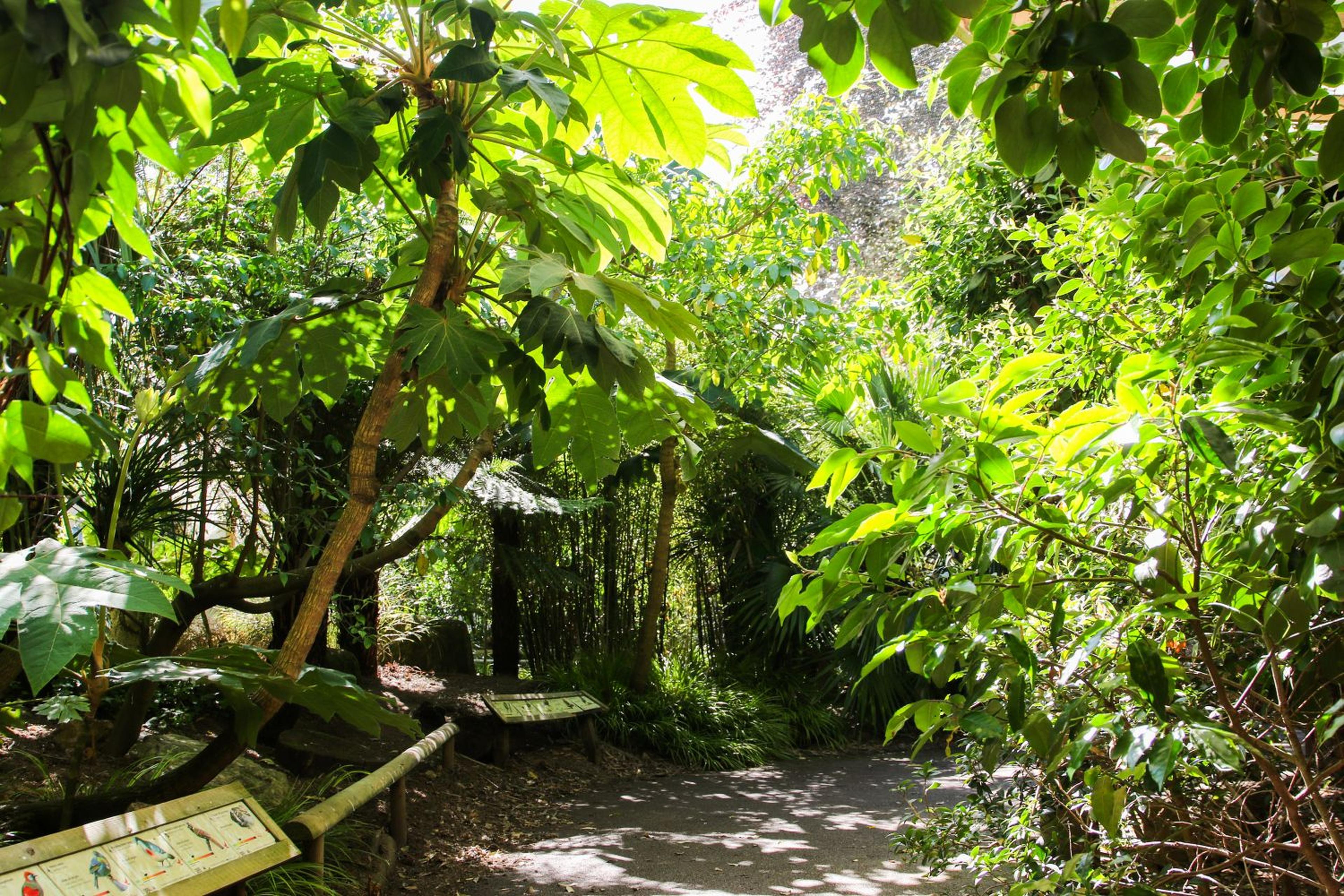 Lush green pathway in a garden with dense foliage and two informational signs on wooden stands, leading through vibrant tropical plants.