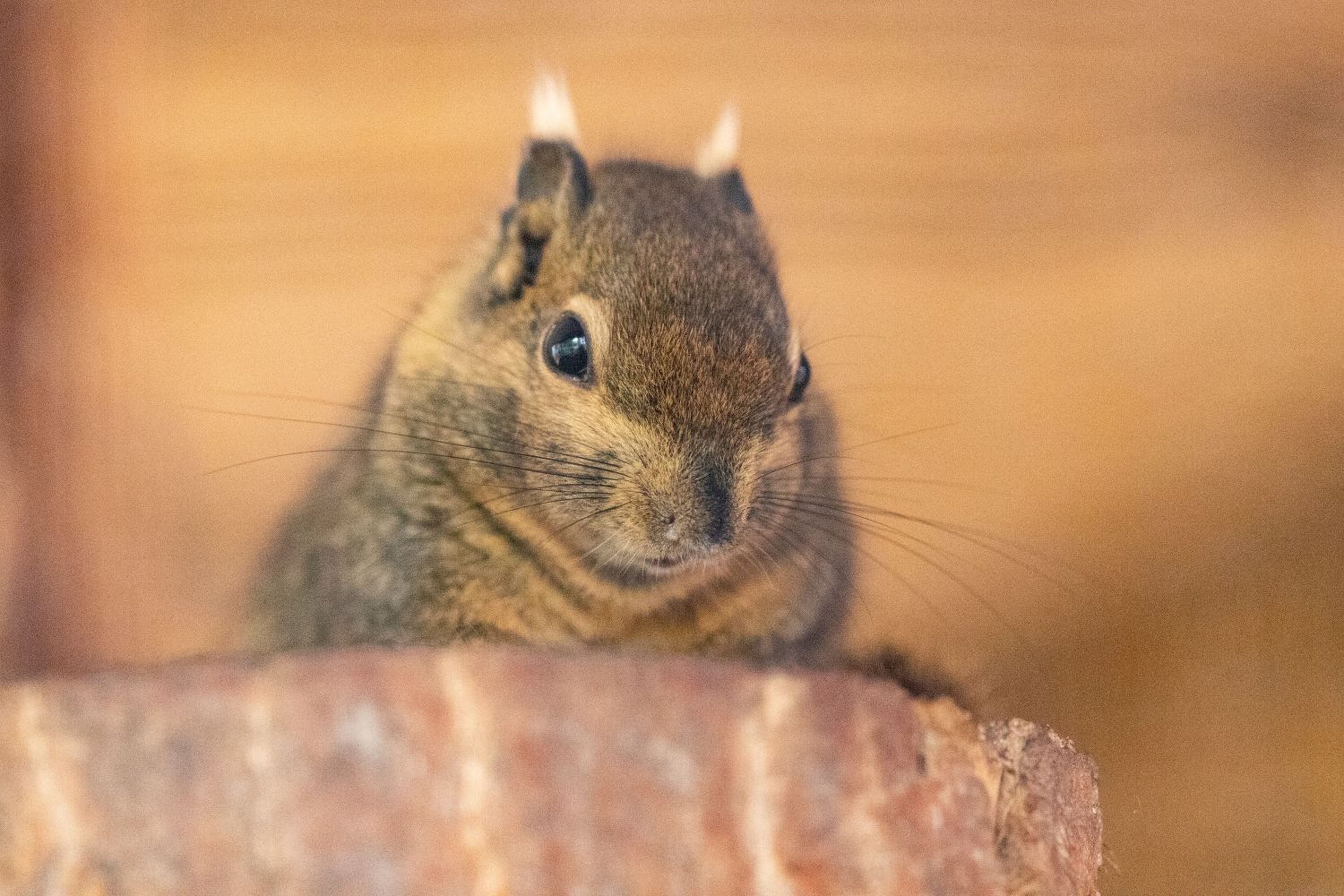 Close-up of a squirrel with soft brown fur and alert expression, sitting on a tree stump against a blurred warm-toned background.