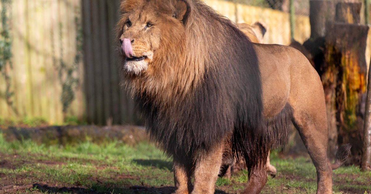 Island Restaurant Paignton zoo