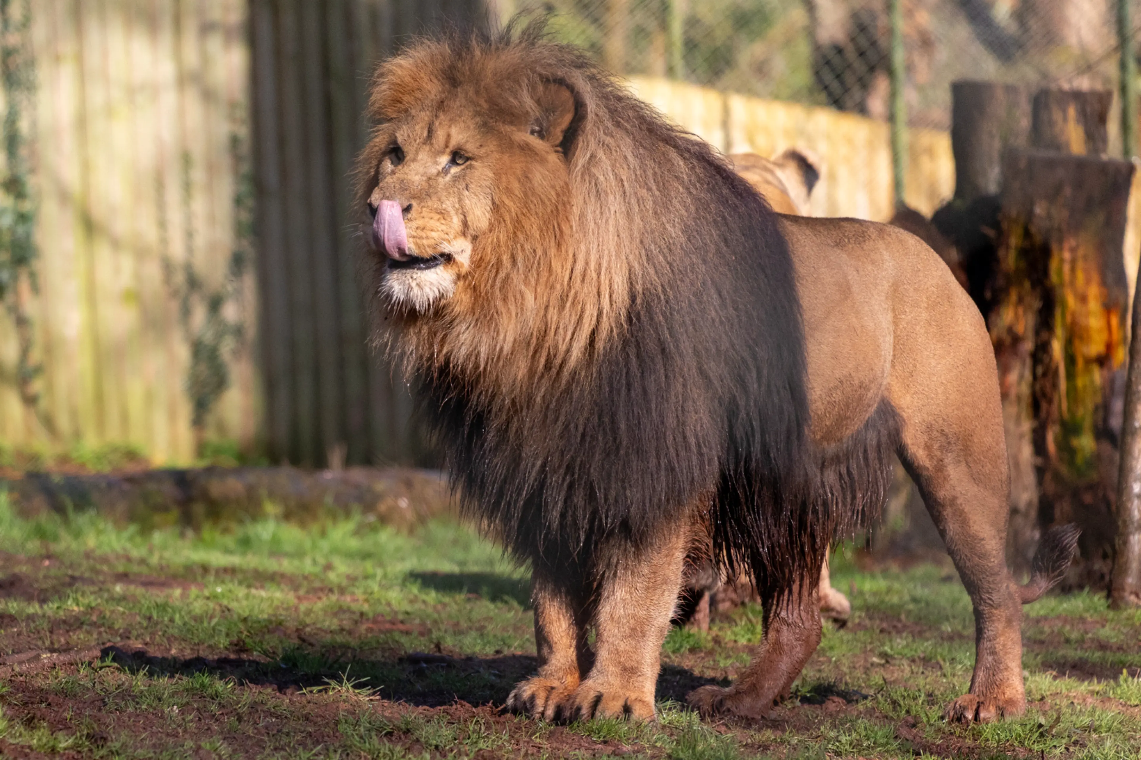 A lion with a brown mane stands on grass, licking its nose. A second lion is partially visible behind it. A fence and trees are in the background.
