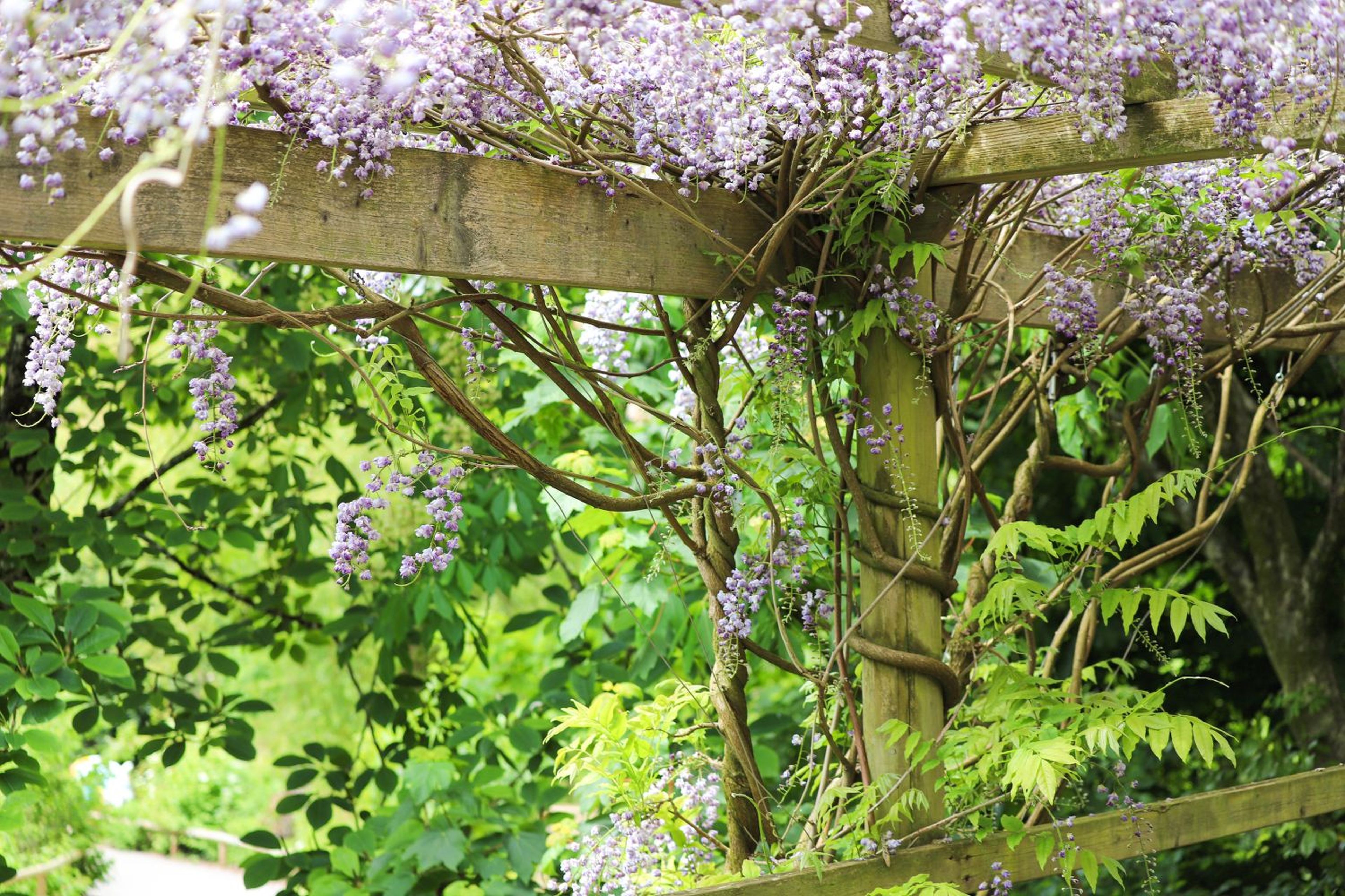 Wisteria vines with purple flowers winding around a wooden pergola, surrounded by lush green foliage.